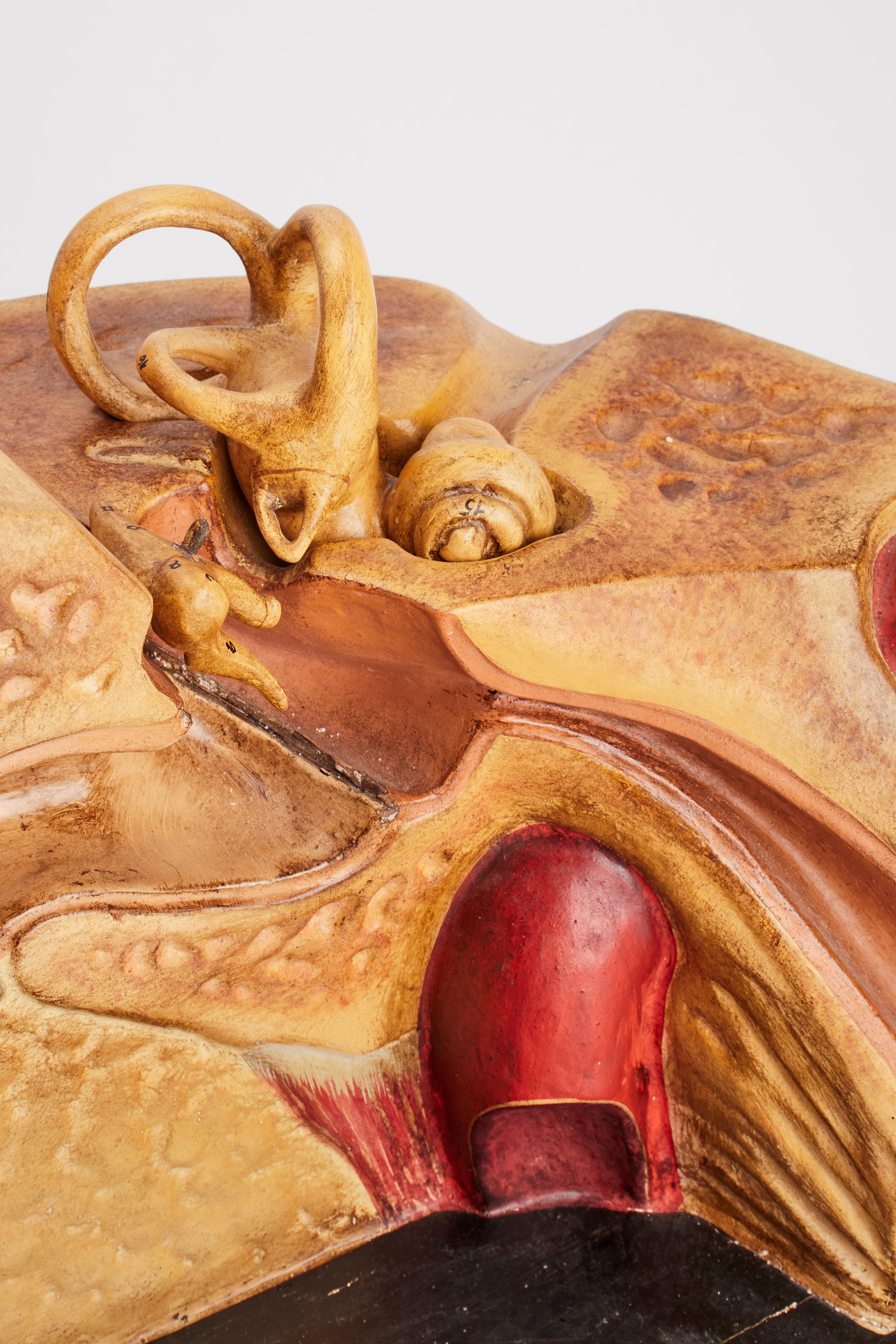 Anatomisches Modell eines externen und inneren Ohres, Frankreich 1890 im Zustand „Gut“ im Angebot in Milan, IT