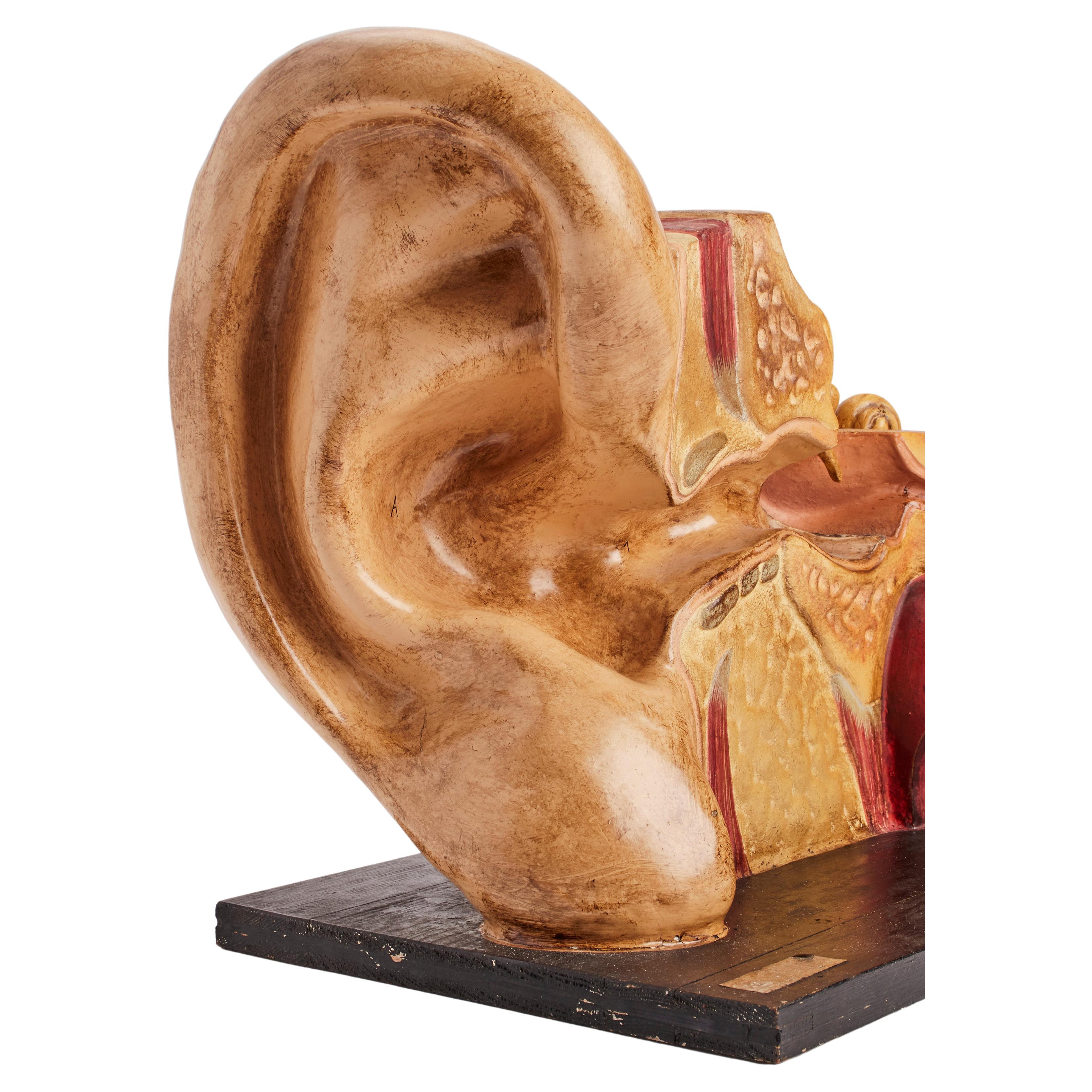 Anatomisches Modell eines externen und inneren Ohres, Frankreich 1890 im Angebot