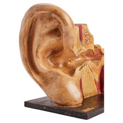 Modèle anatomique d'une oreille extérieure et intérieure, France 1890