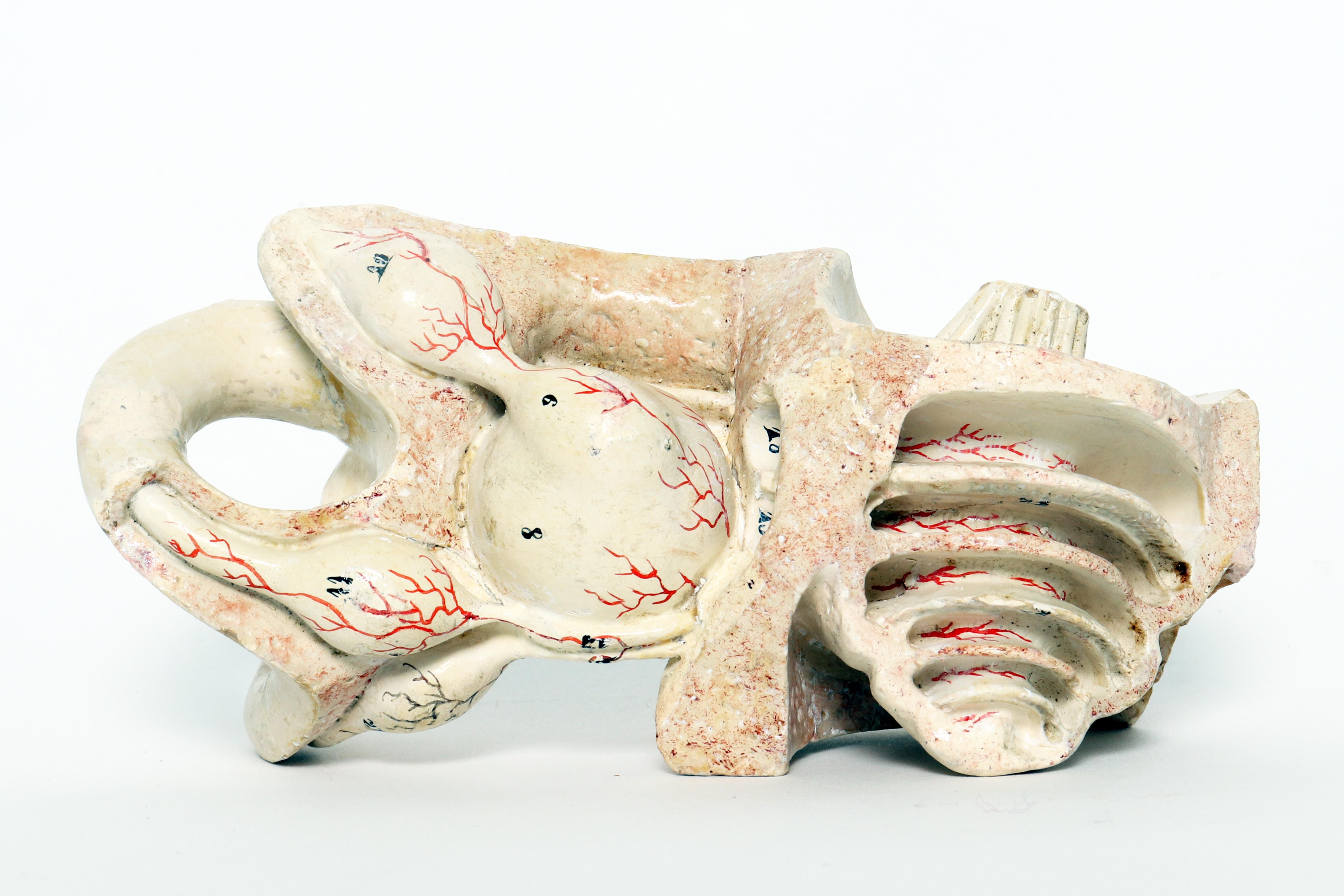 Anatomical model: an external and inner ear, Germany early 20th century. For Sale 6
