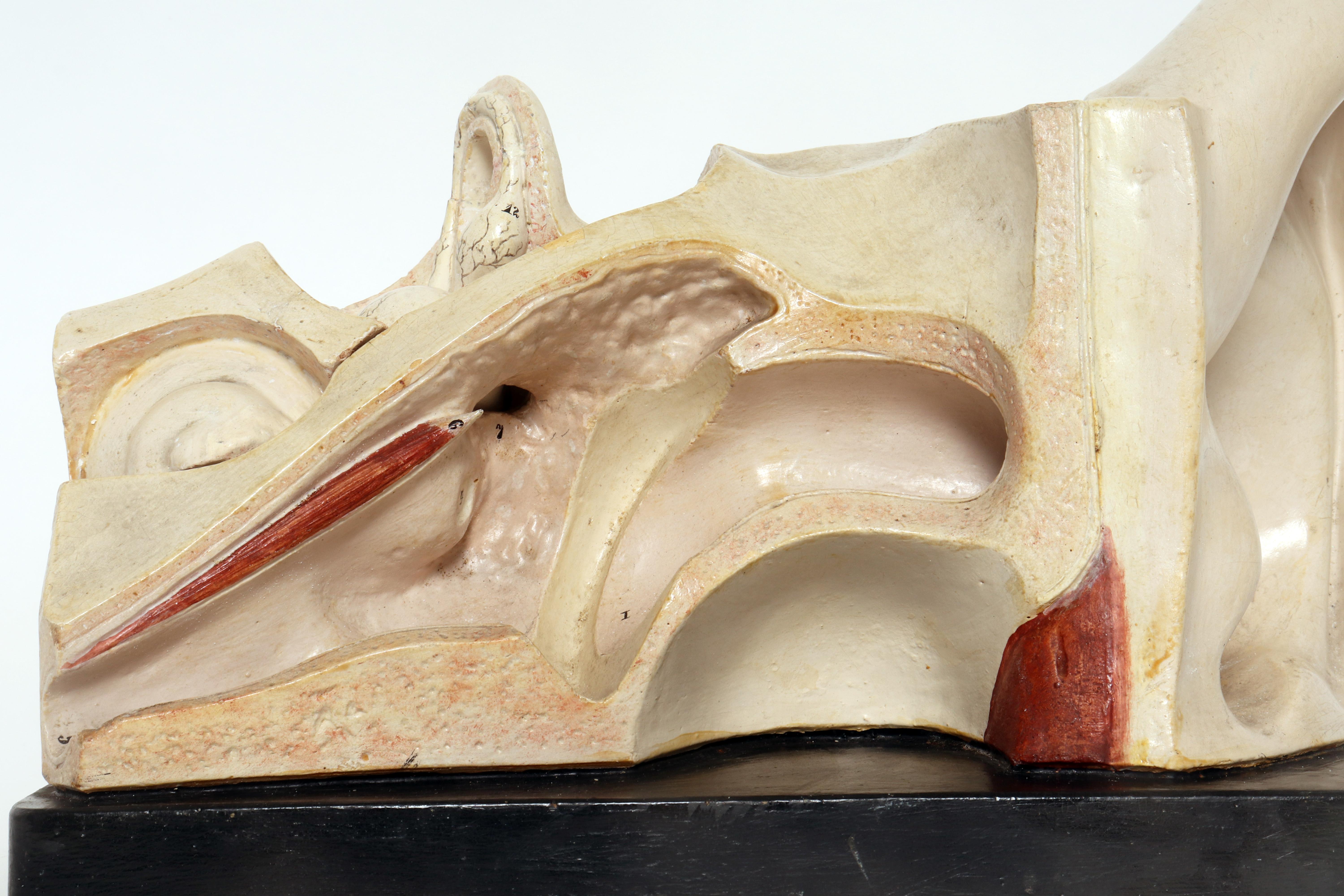 Anatomical model: an external and inner ear, Germany early 20th century. For Sale 8