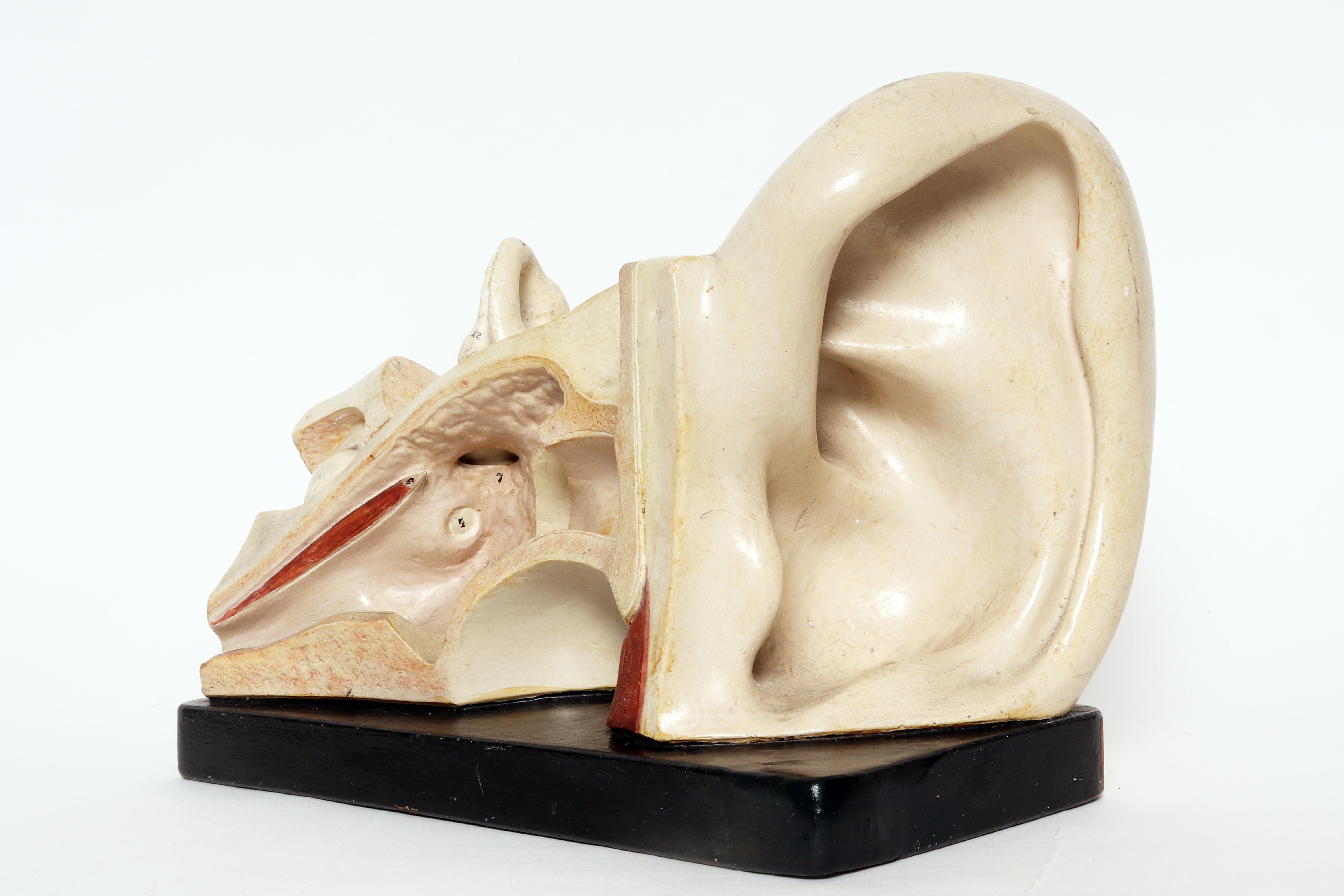 Anatomical model: an external and inner ear, Germany early 20th century. For Sale 10