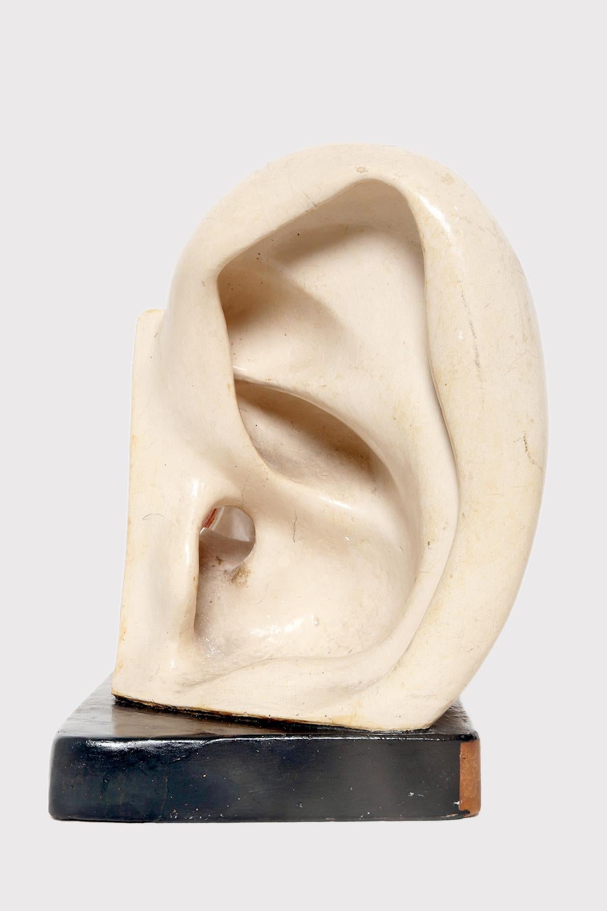 Anatomical model for class, depicting an external and inner ear, made out of painted papier plaster, mounted on a black painted plaster rectangular base. Sold from Paravia, Italy, to Ministery of puplic instruction for didactic use. Produced in