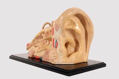 Anatomical model: an external and inner ear, Germany early 20th century.