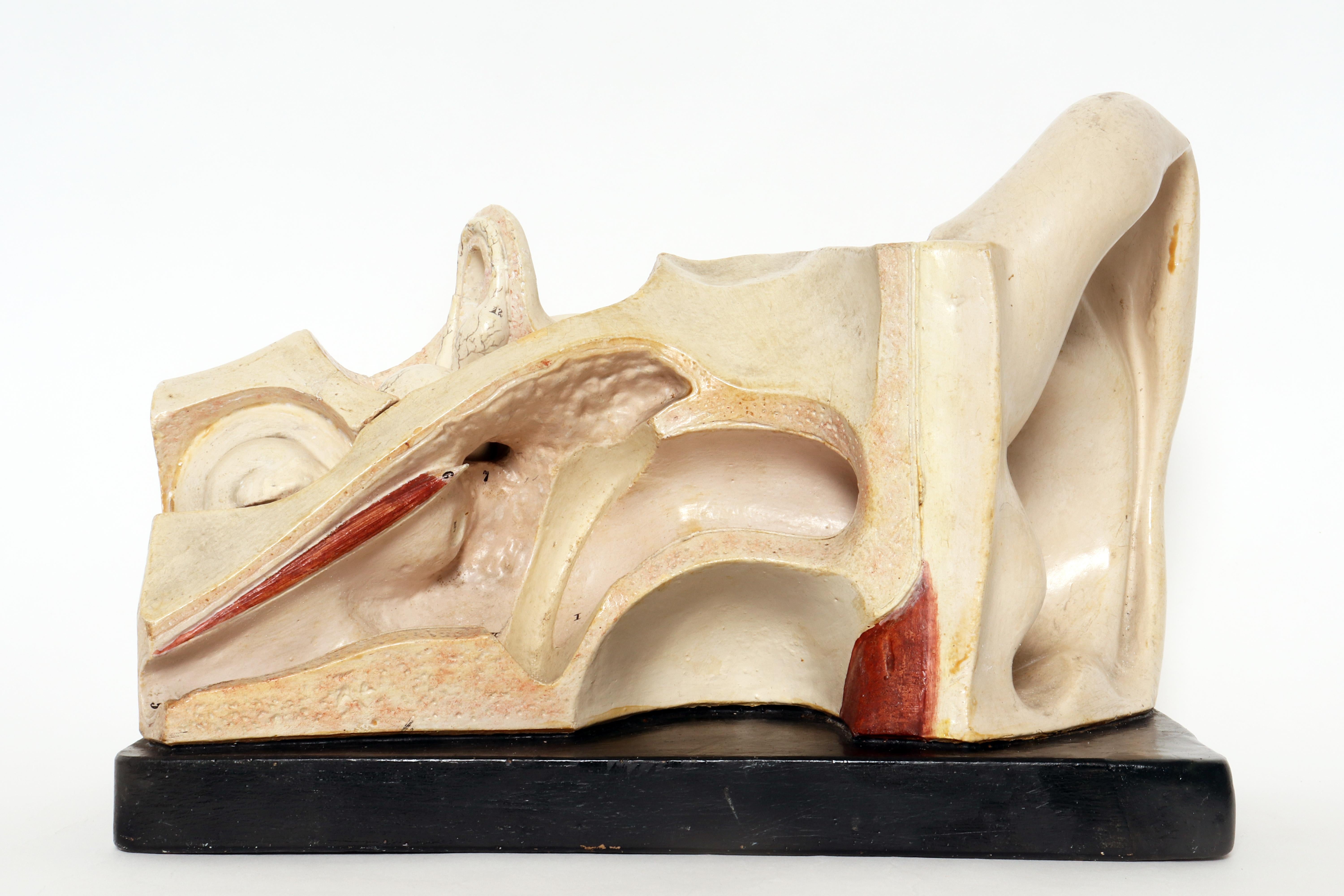 20th Century Anatomical model: an external and inner ear, Germany early 20th century. For Sale