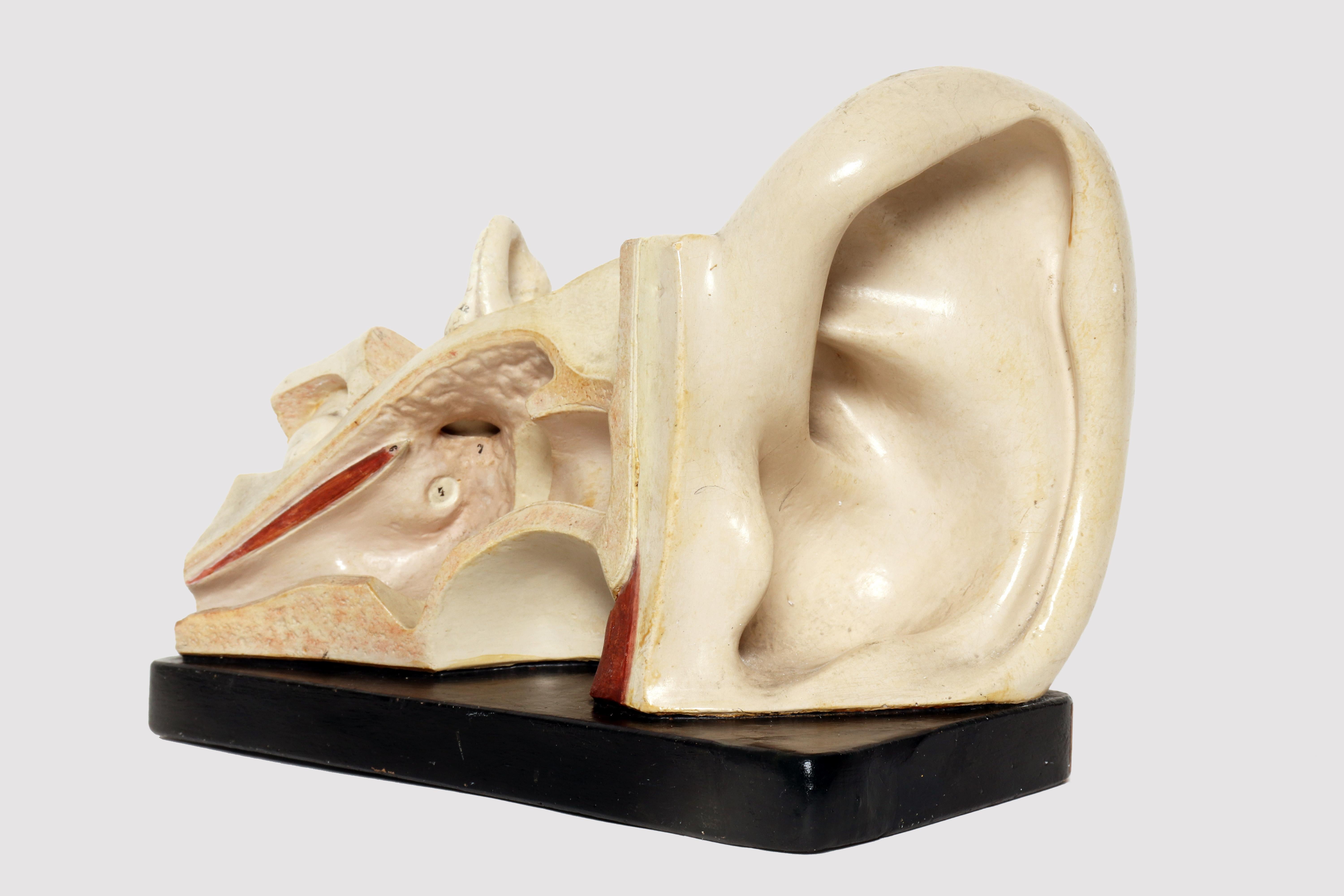 Plaster Anatomical model: an external and inner ear, Germany early 20th century. For Sale