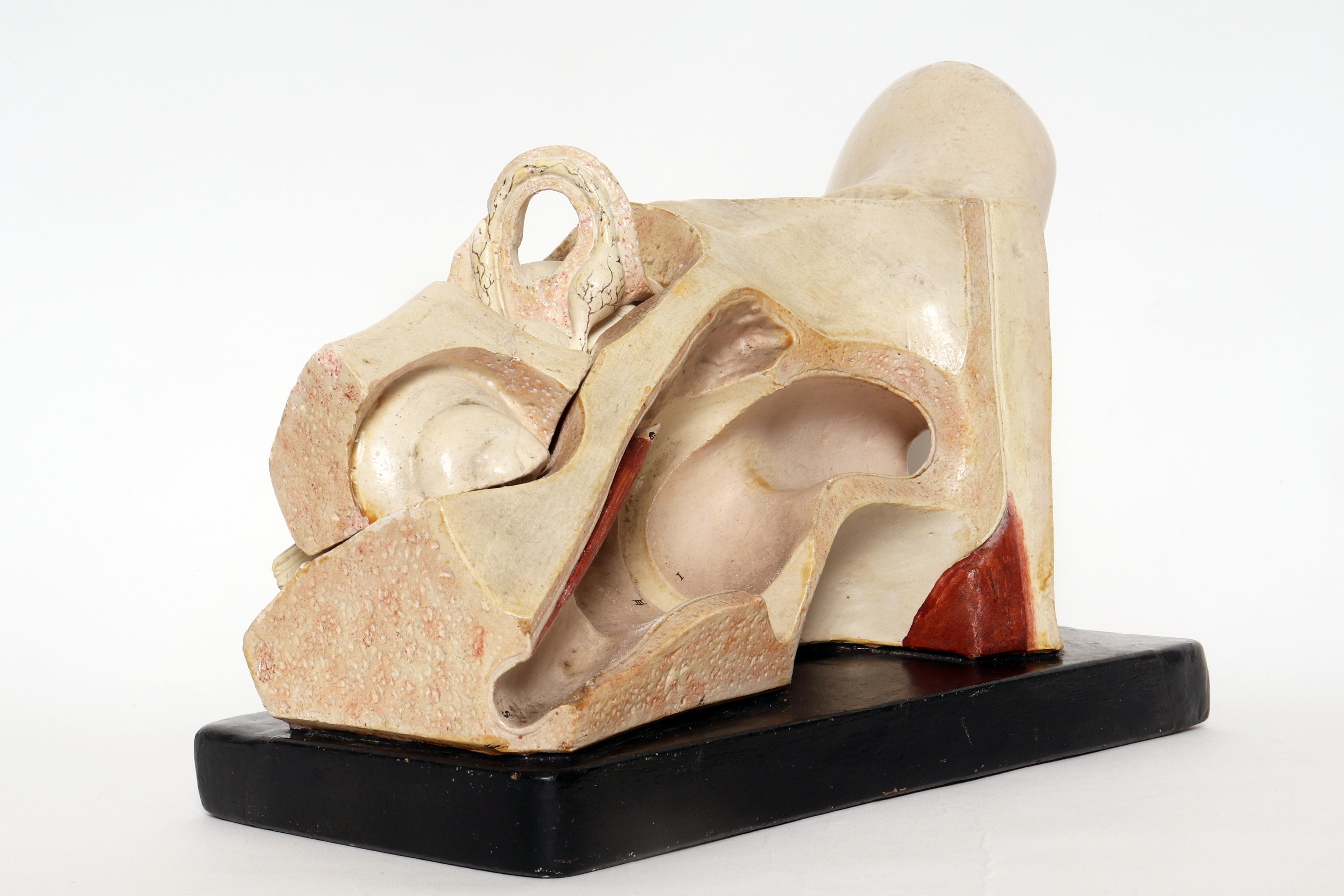 Anatomical model: an external and inner ear, Germany early 20th century. For Sale 1
