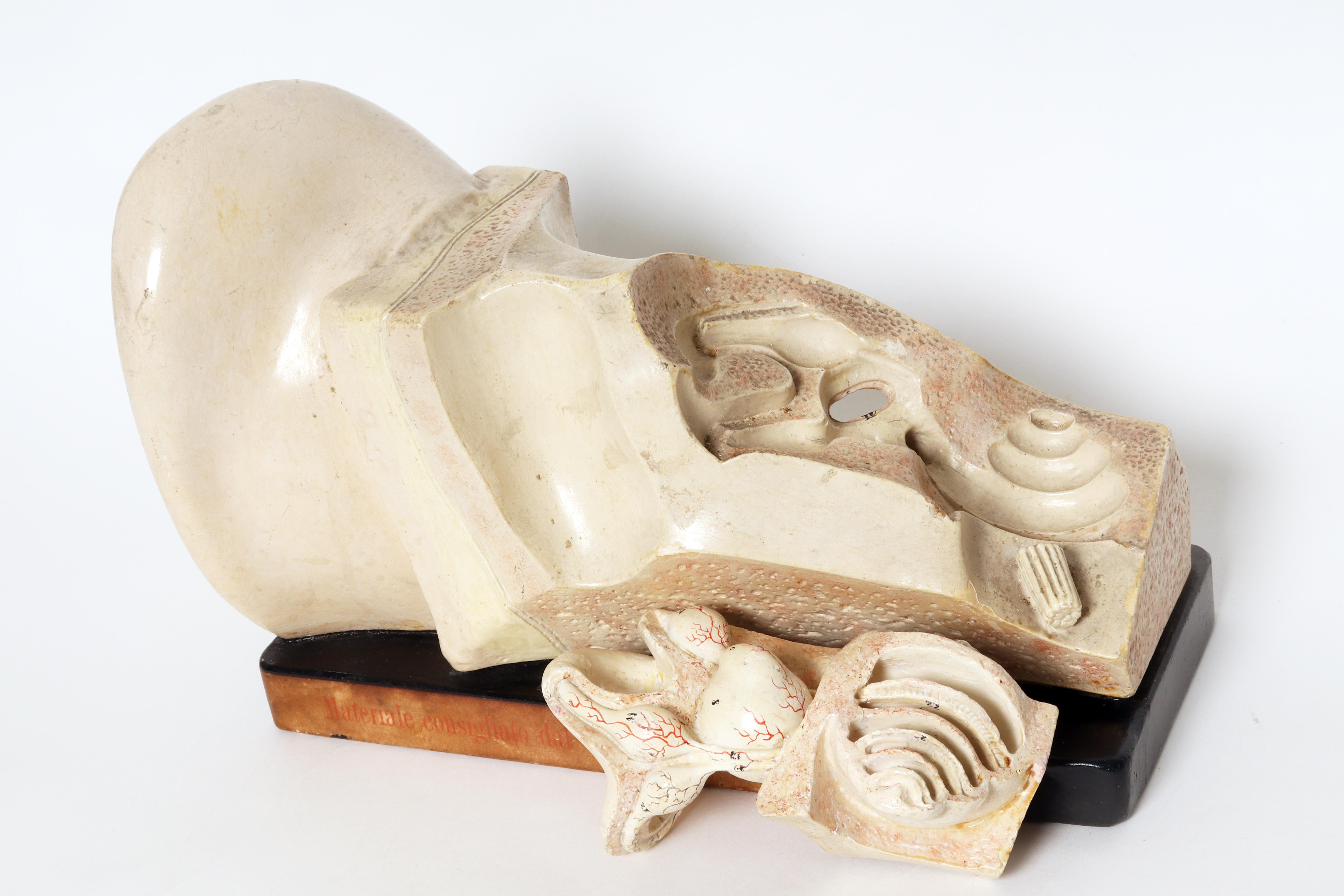 Anatomical model: an external and inner ear, Germany early 20th century. For Sale 3