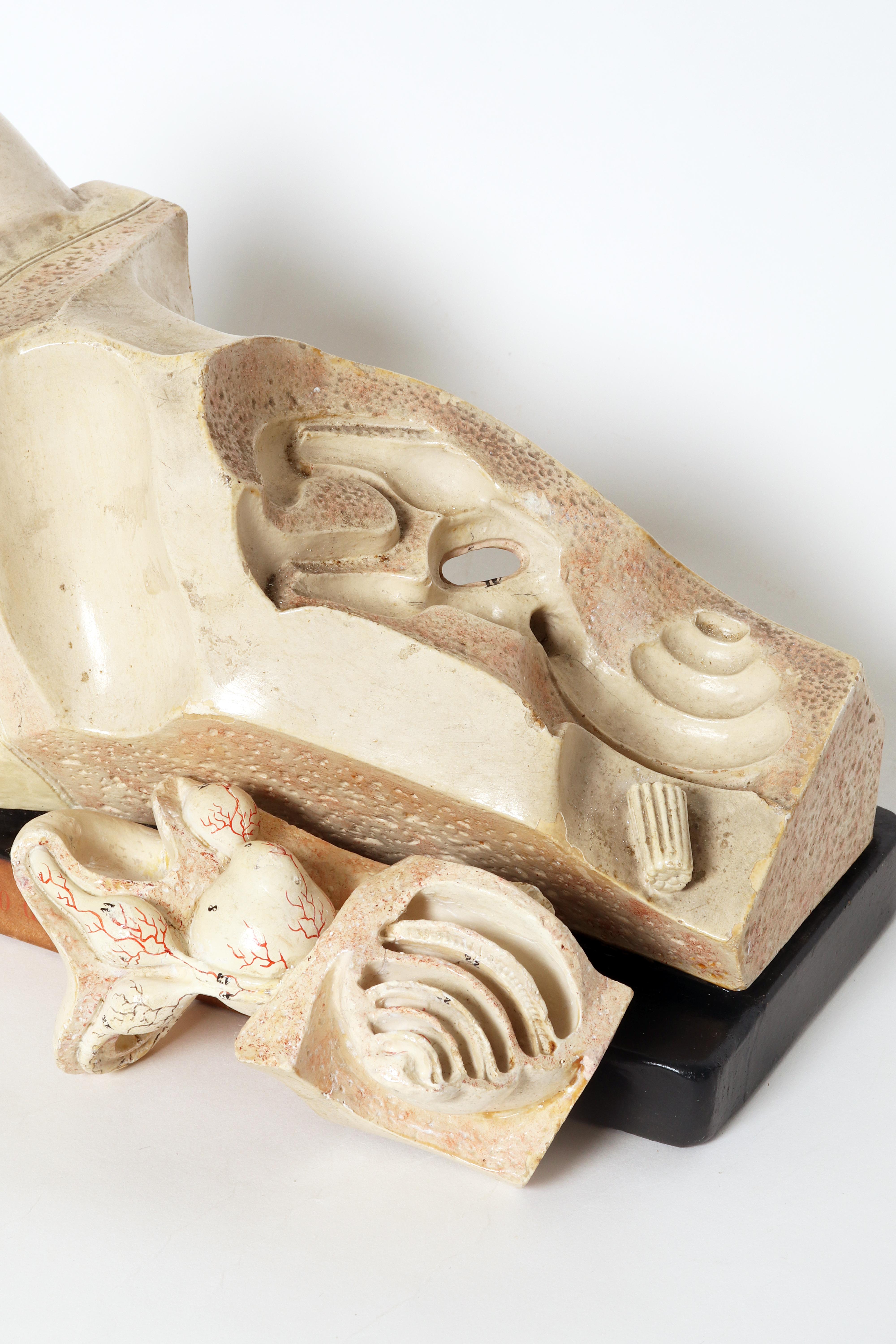 Anatomical model: an external and inner ear, Germany early 20th century. For Sale 4