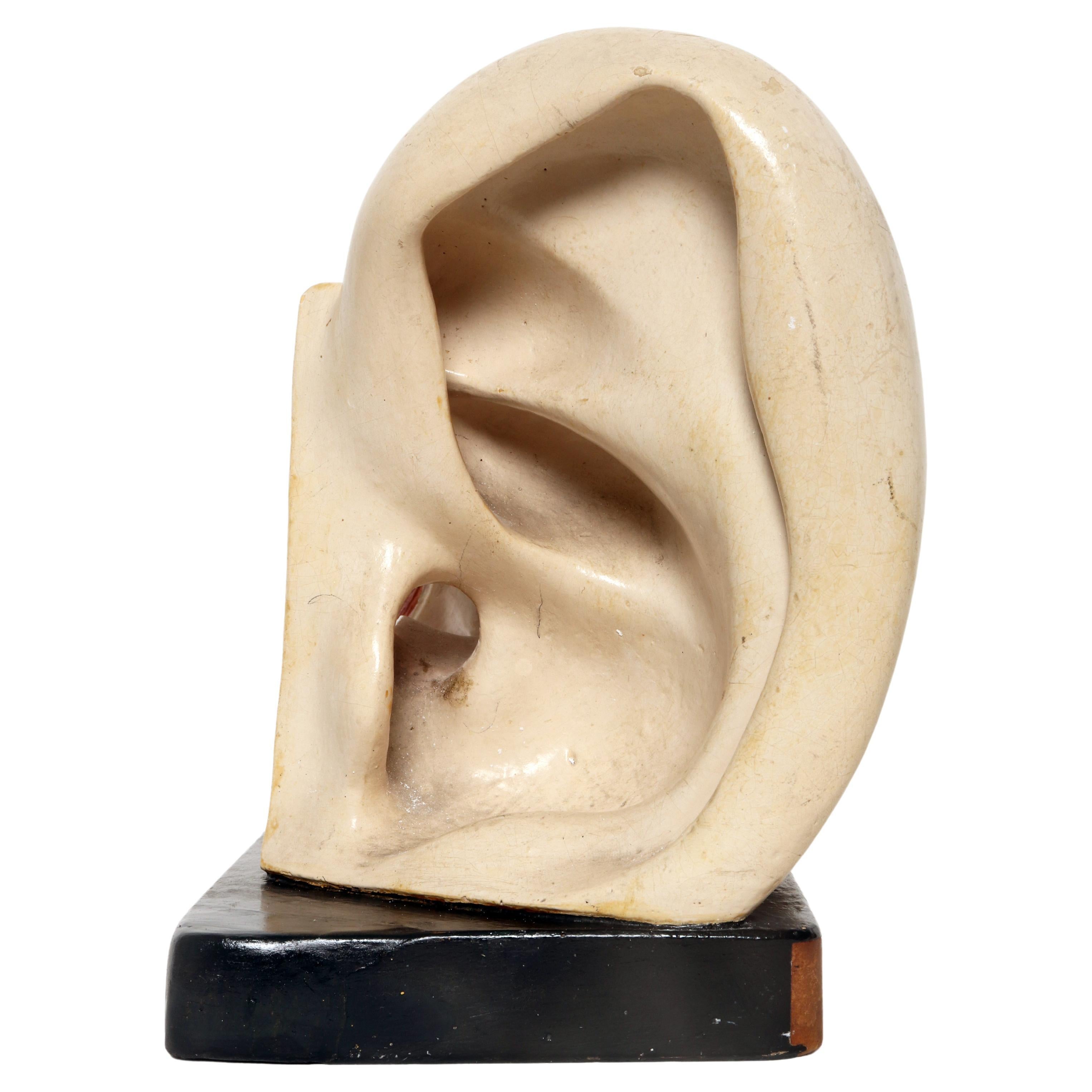 Anatomical model: an external and inner ear, Germany early 20th century. For Sale