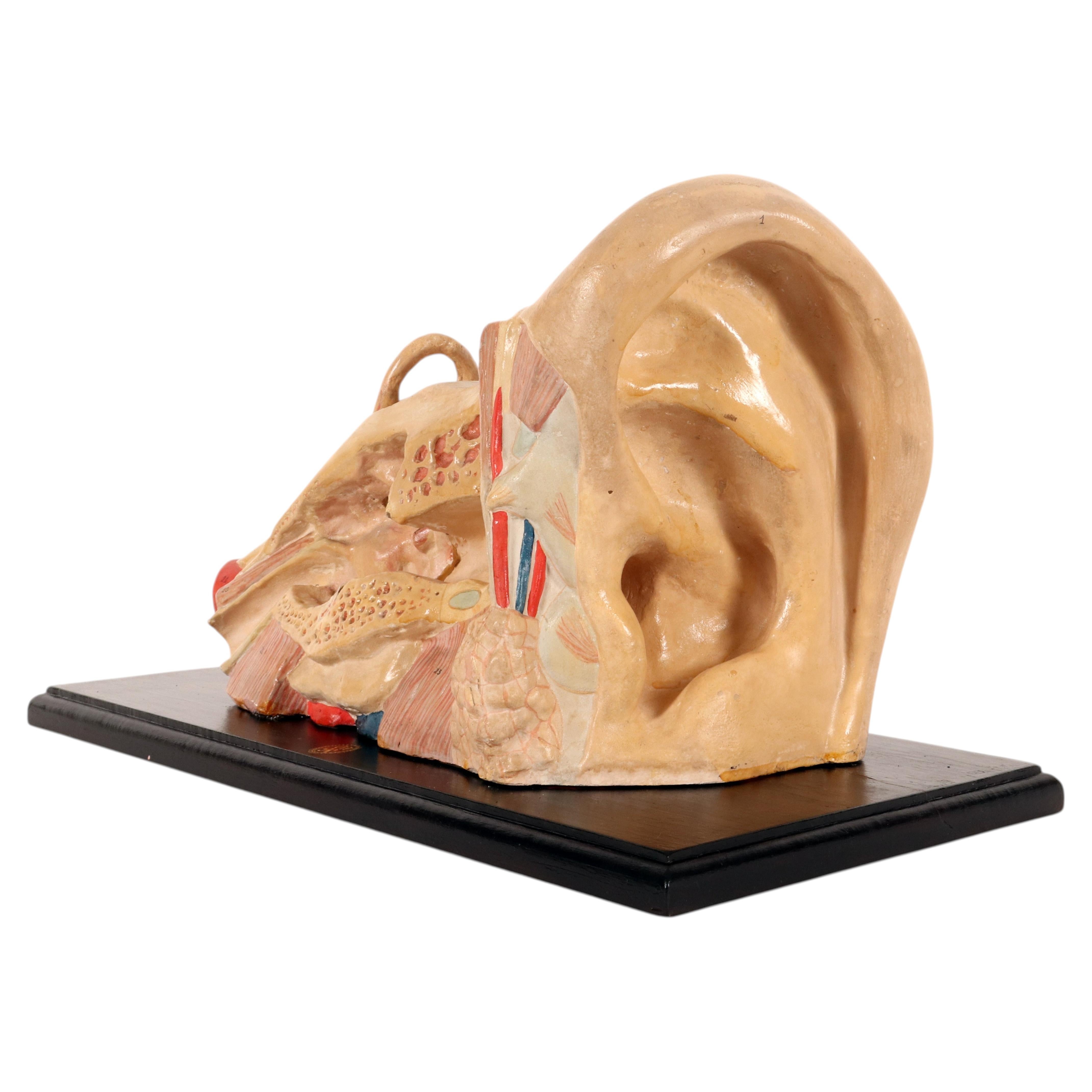 Modello anatomico: orecchio esterno e interno, Germania, inizio XX secolo.