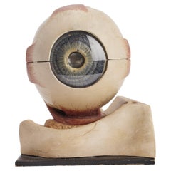 Anatomical Model: an Eye, Germany, 1900