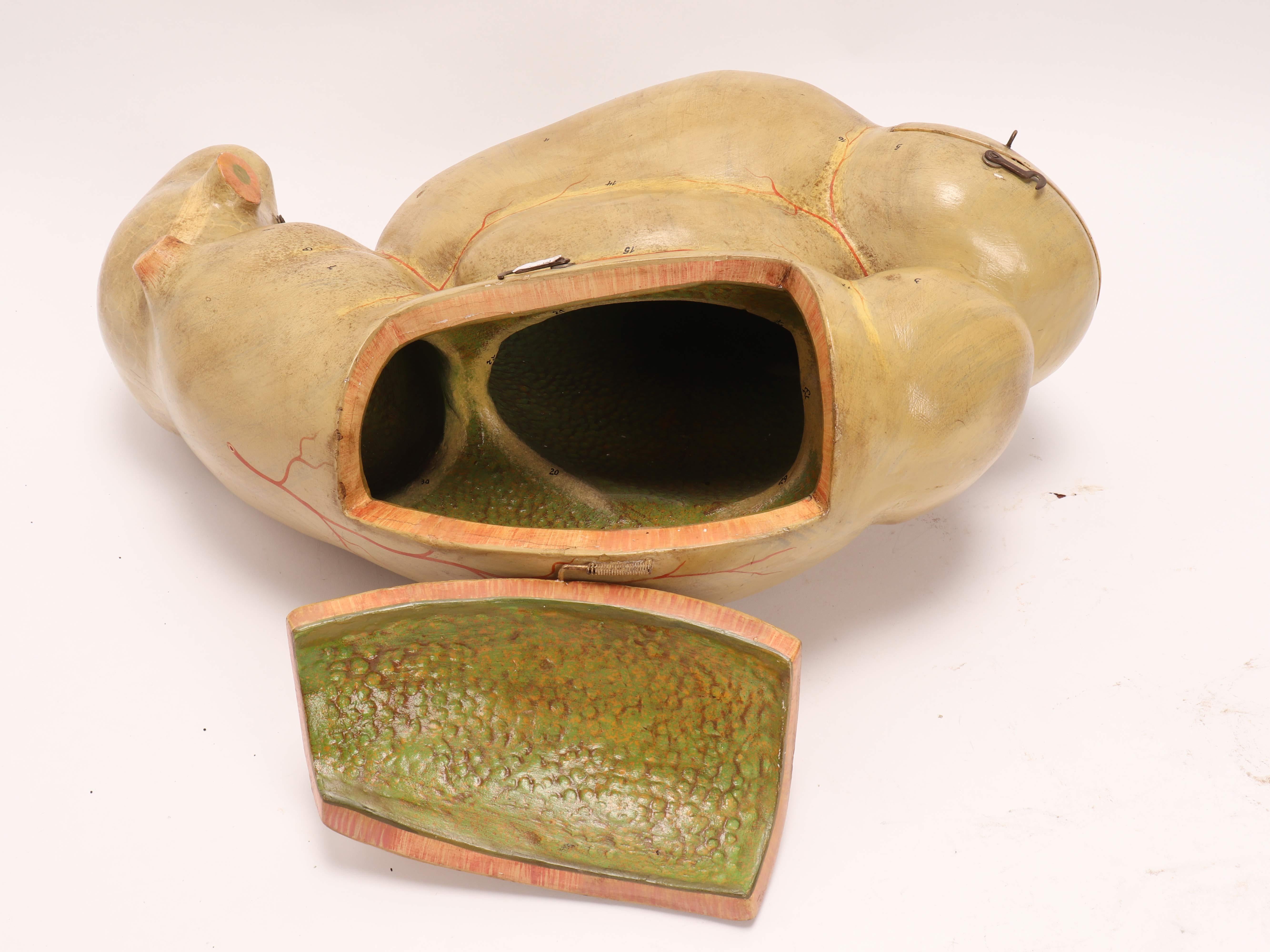 Anatomic model for class, depicting a man’s intestine, made out of painted papier maché. Italy 1890 ca.