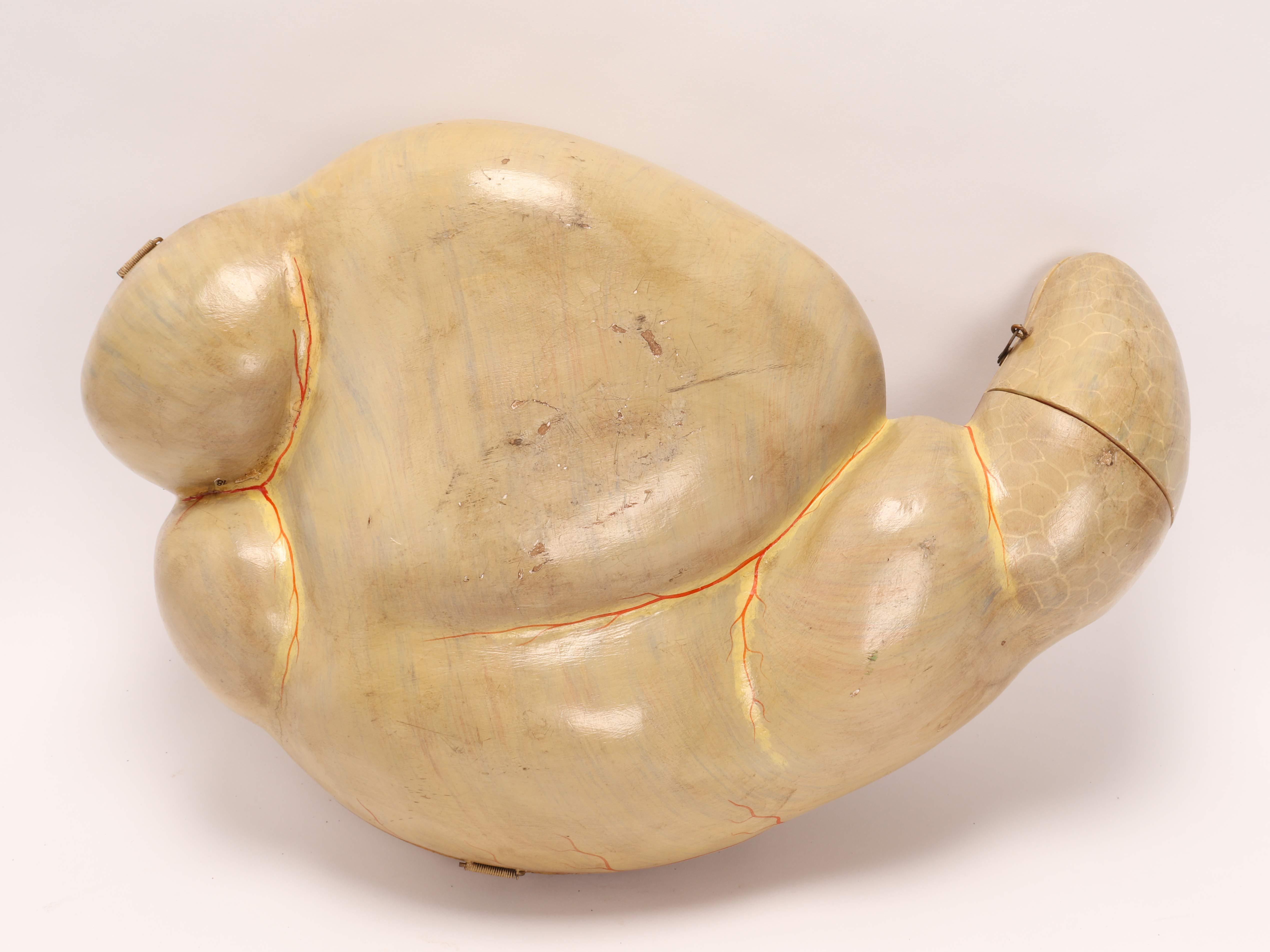 19th Century Anatomical Model Depicting an Intestine, Italy 1890 For Sale