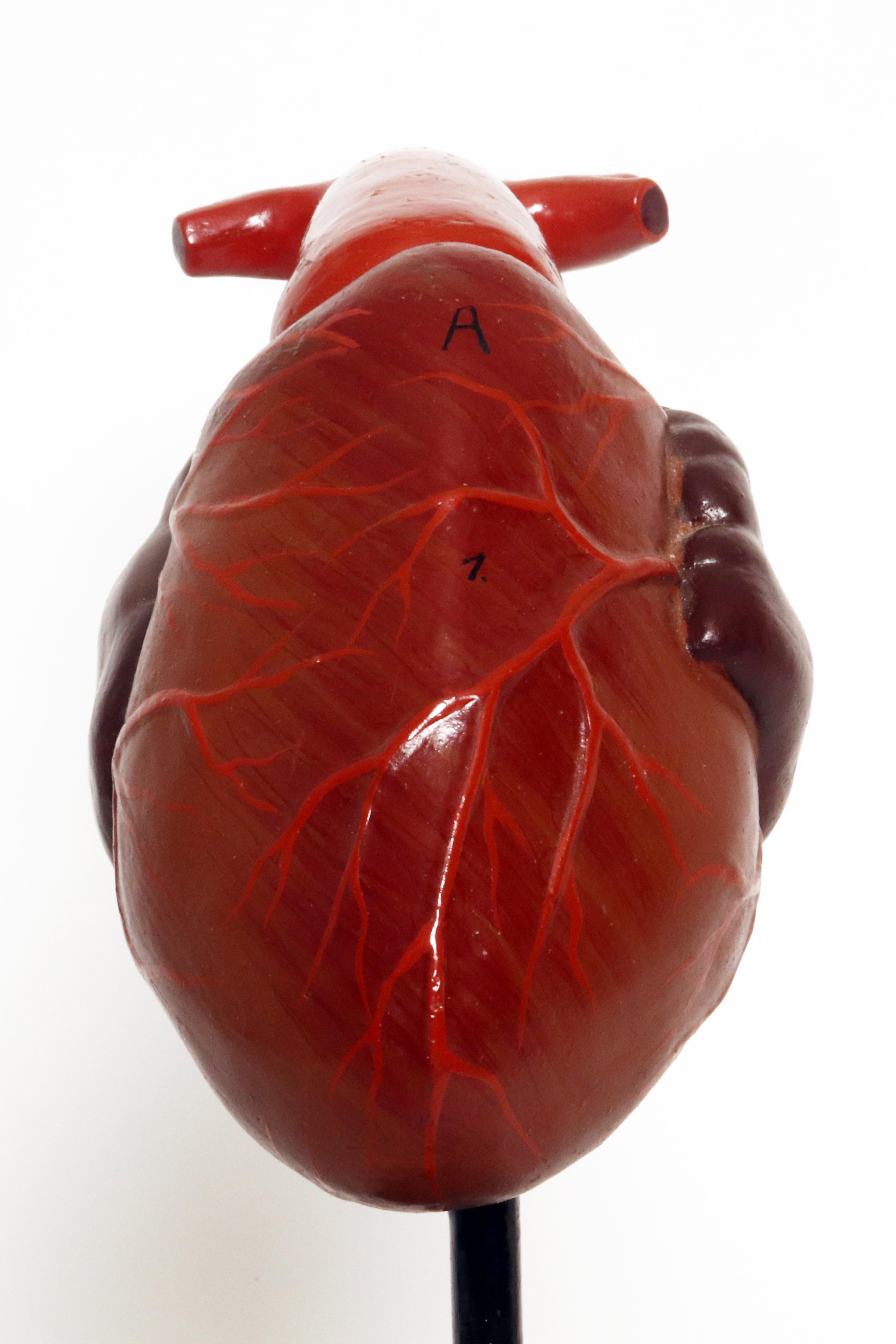 Anatomical model for class: a heart, France 1890.  For Sale 4