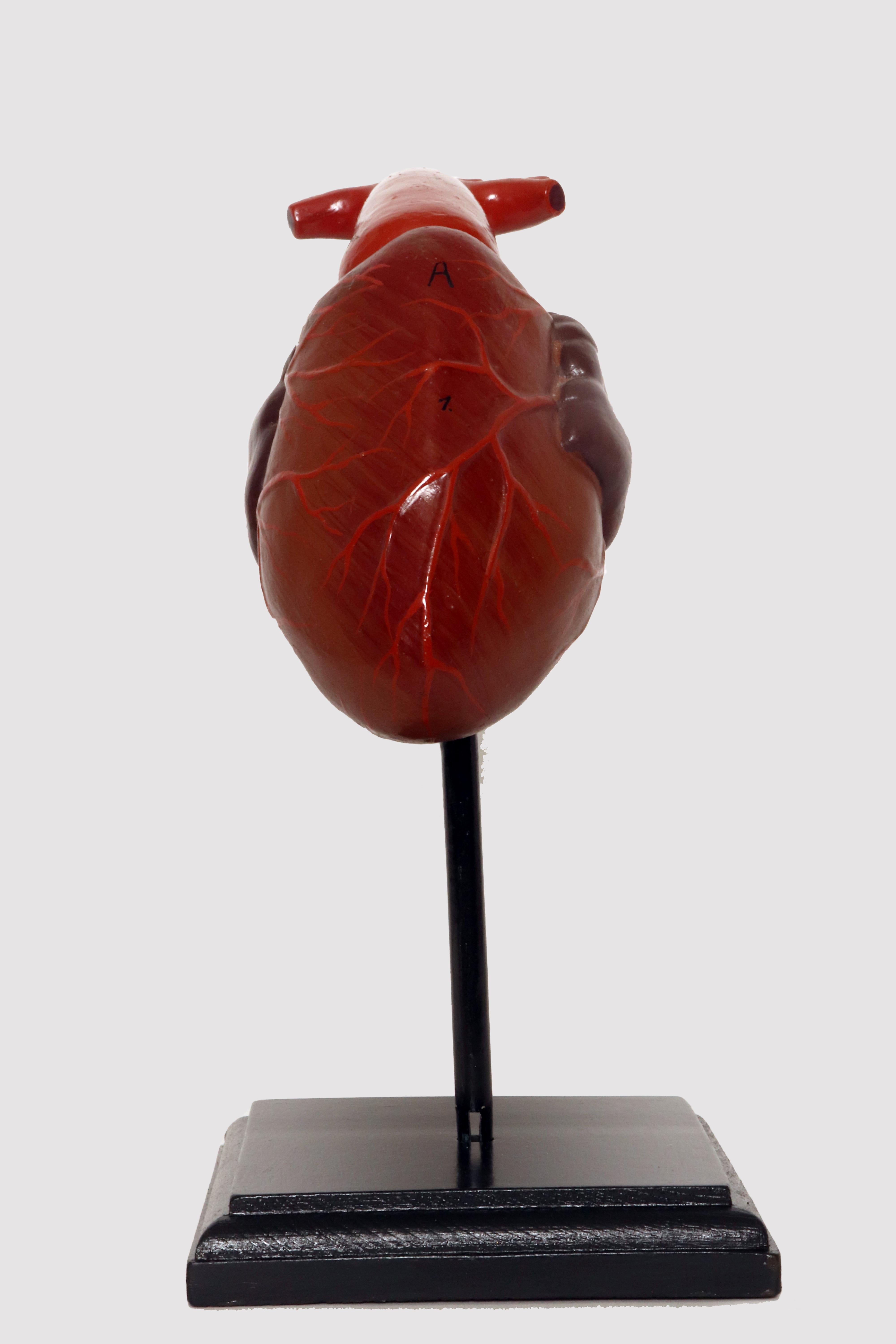 Anatomical model for class, depicting an animal’s heart, made out of painted papier mache. Ebonized wooden base, square shape. France circa 1890.