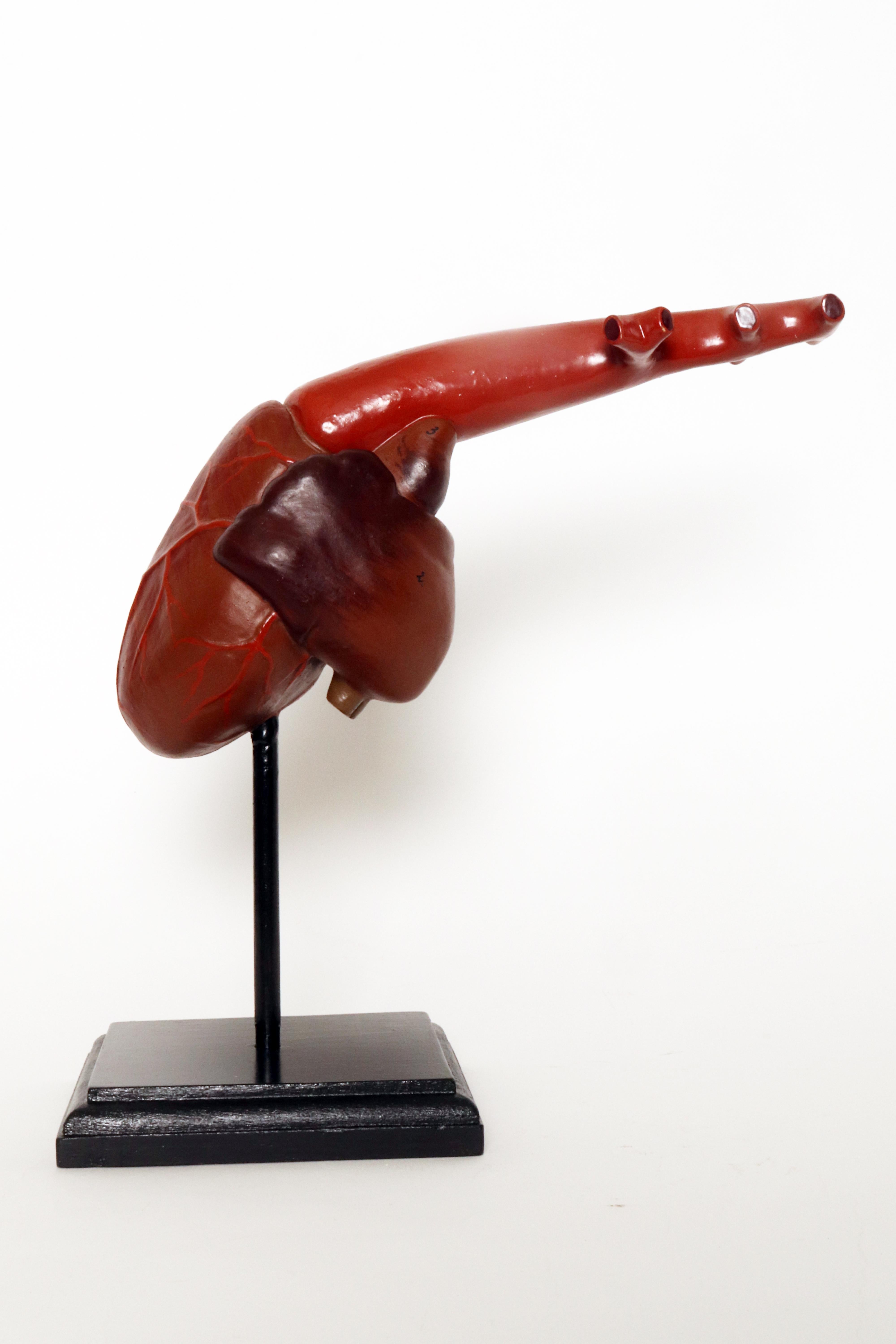 French Anatomical model for class: a heart, France 1890.  For Sale