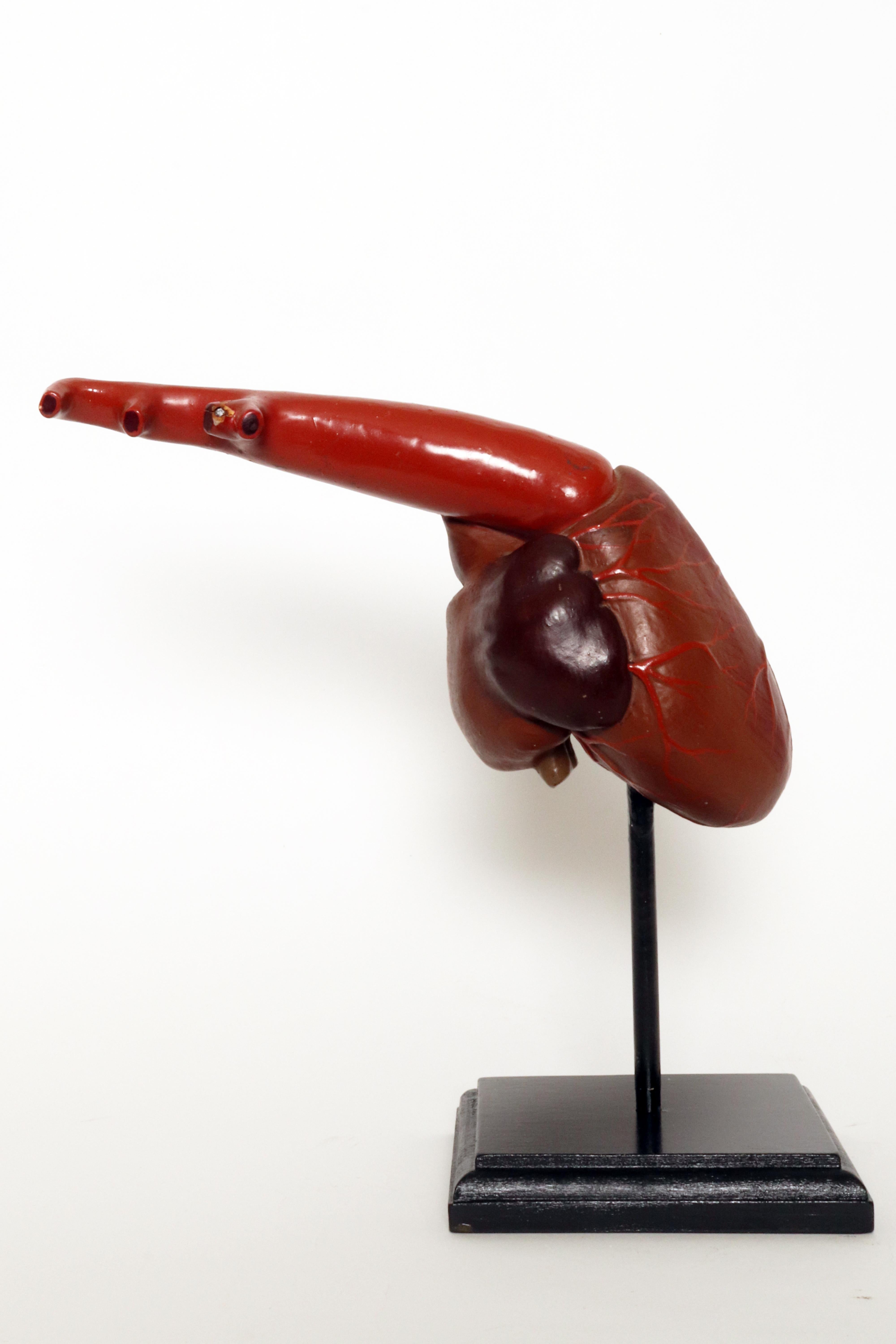 Anatomical model for class: a heart, France 1890.  In Good Condition For Sale In Milan, IT