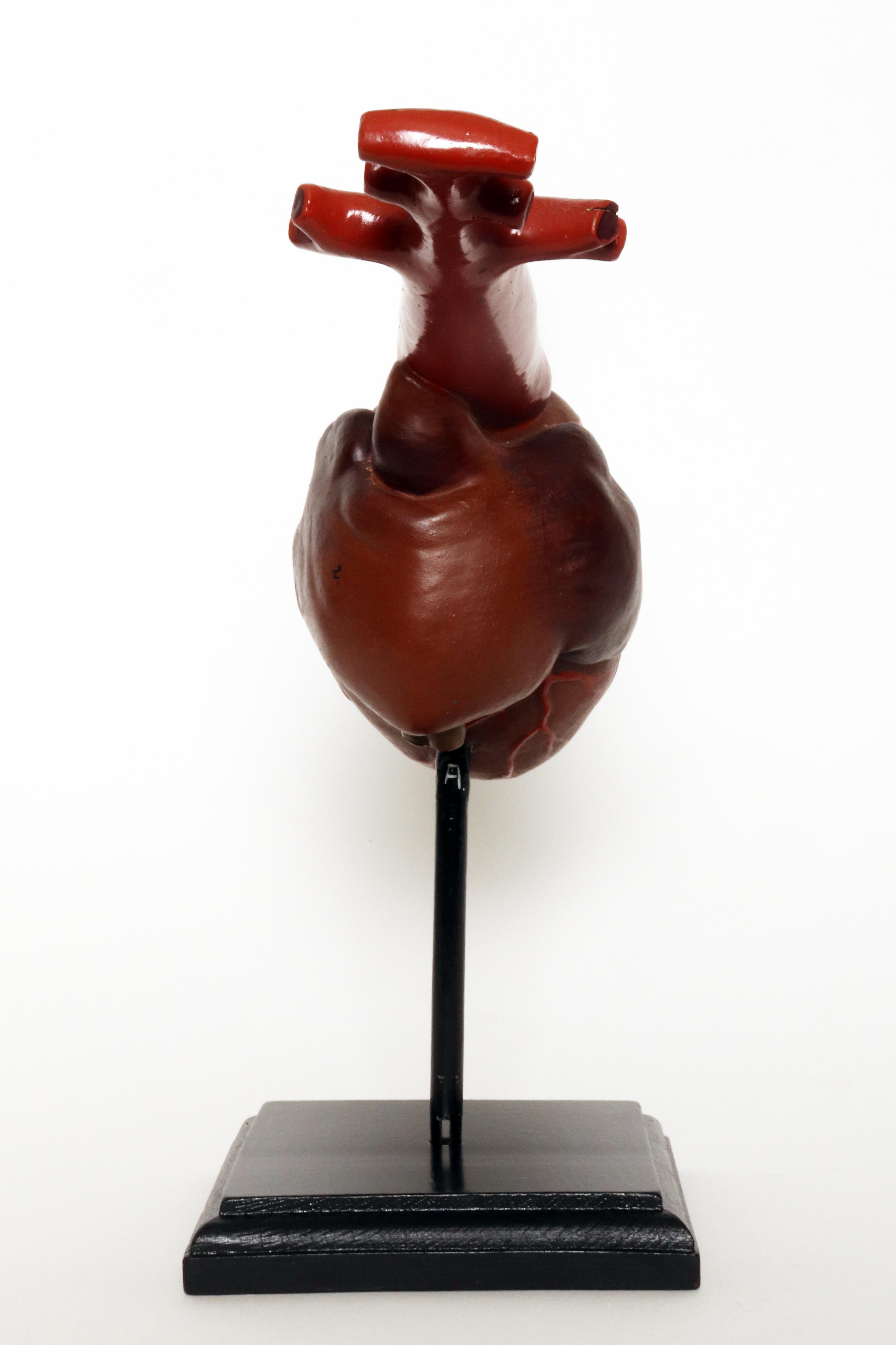 19th Century Anatomical model for class: a heart, France 1890.  For Sale