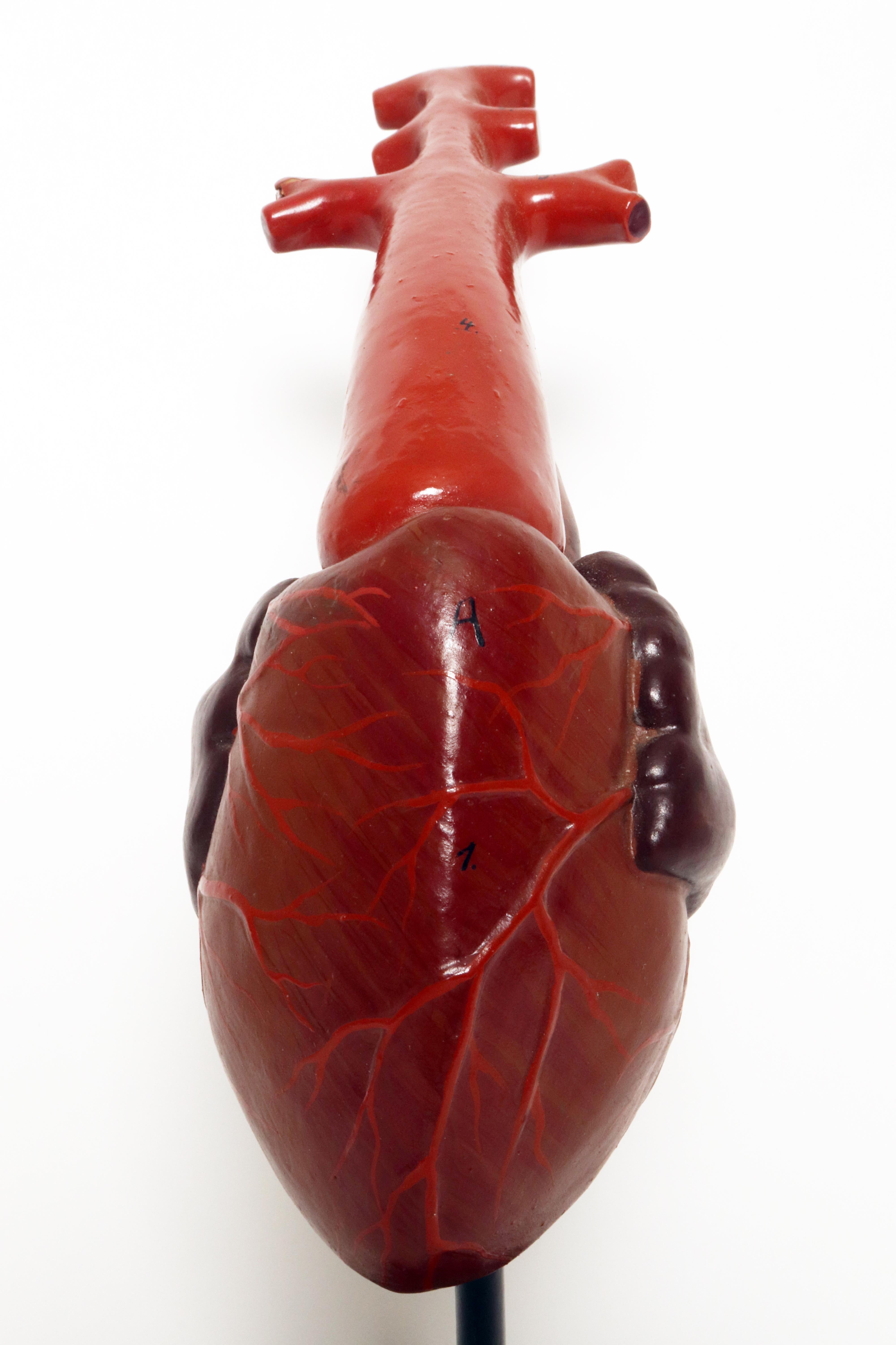 Wood Anatomical model for class: a heart, France 1890.  For Sale