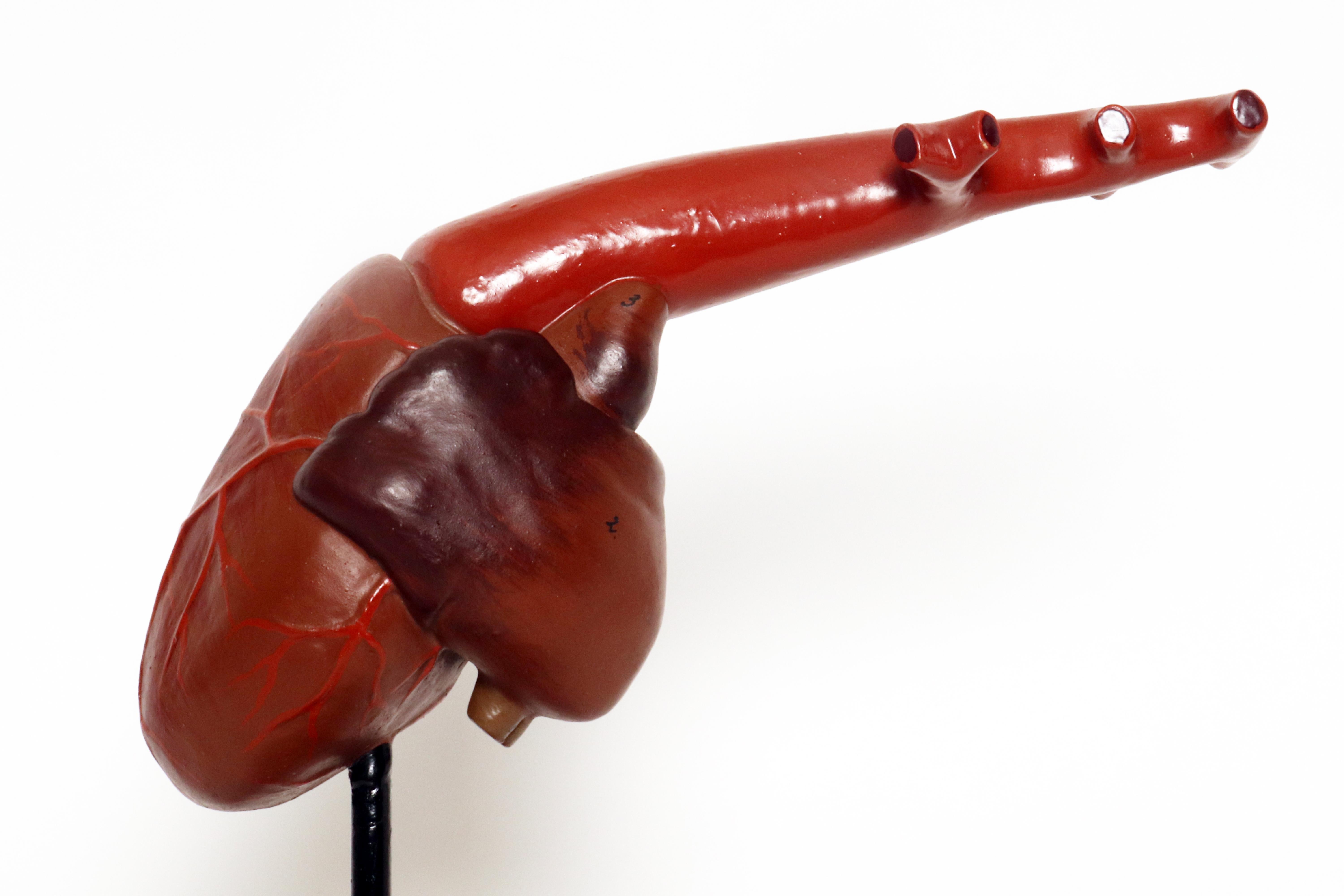 Anatomisches Modell für die Klasse: ein Herz, Frankreich 1890.  im Angebot 1