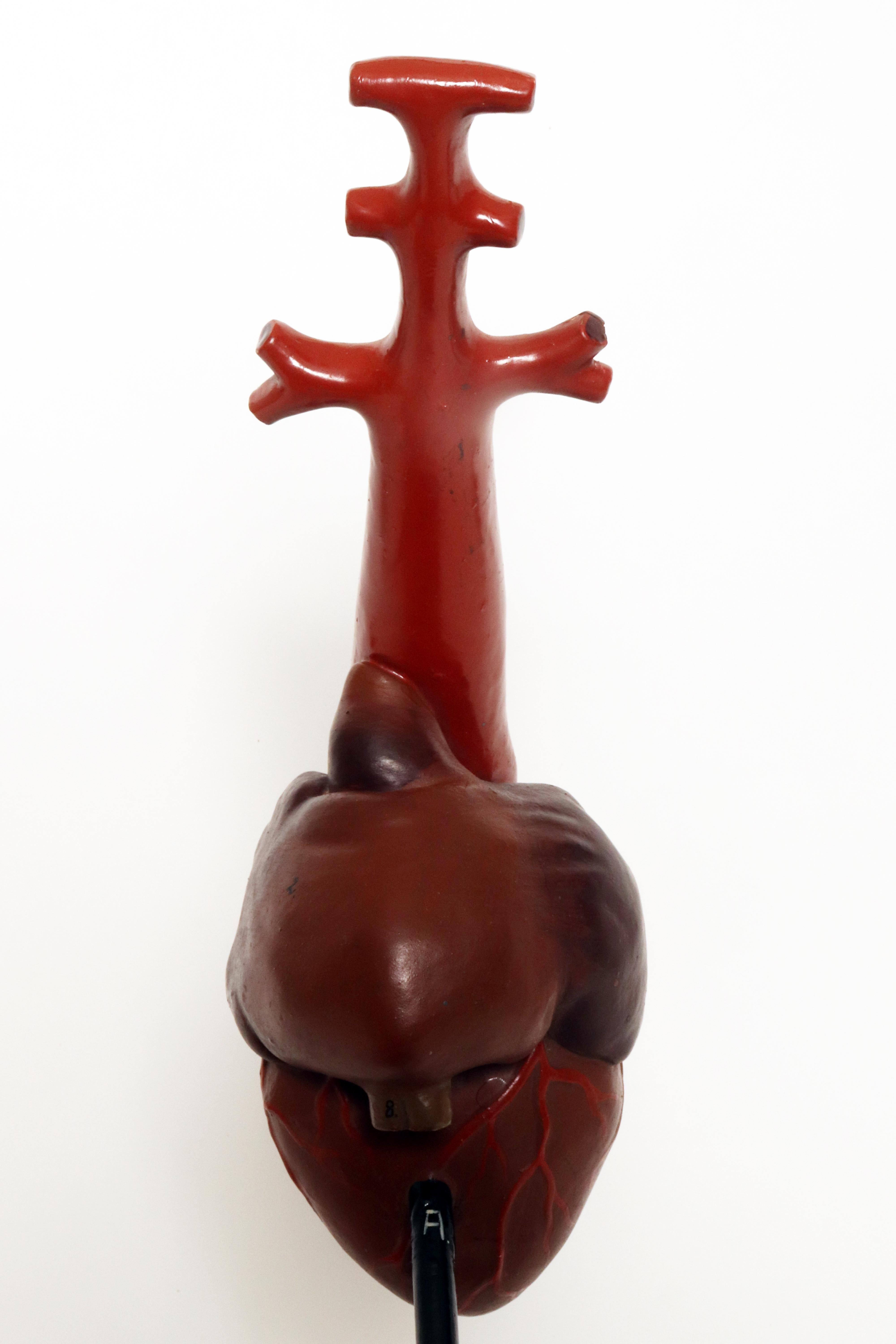 Anatomical model for class: a heart, France 1890.  For Sale 2