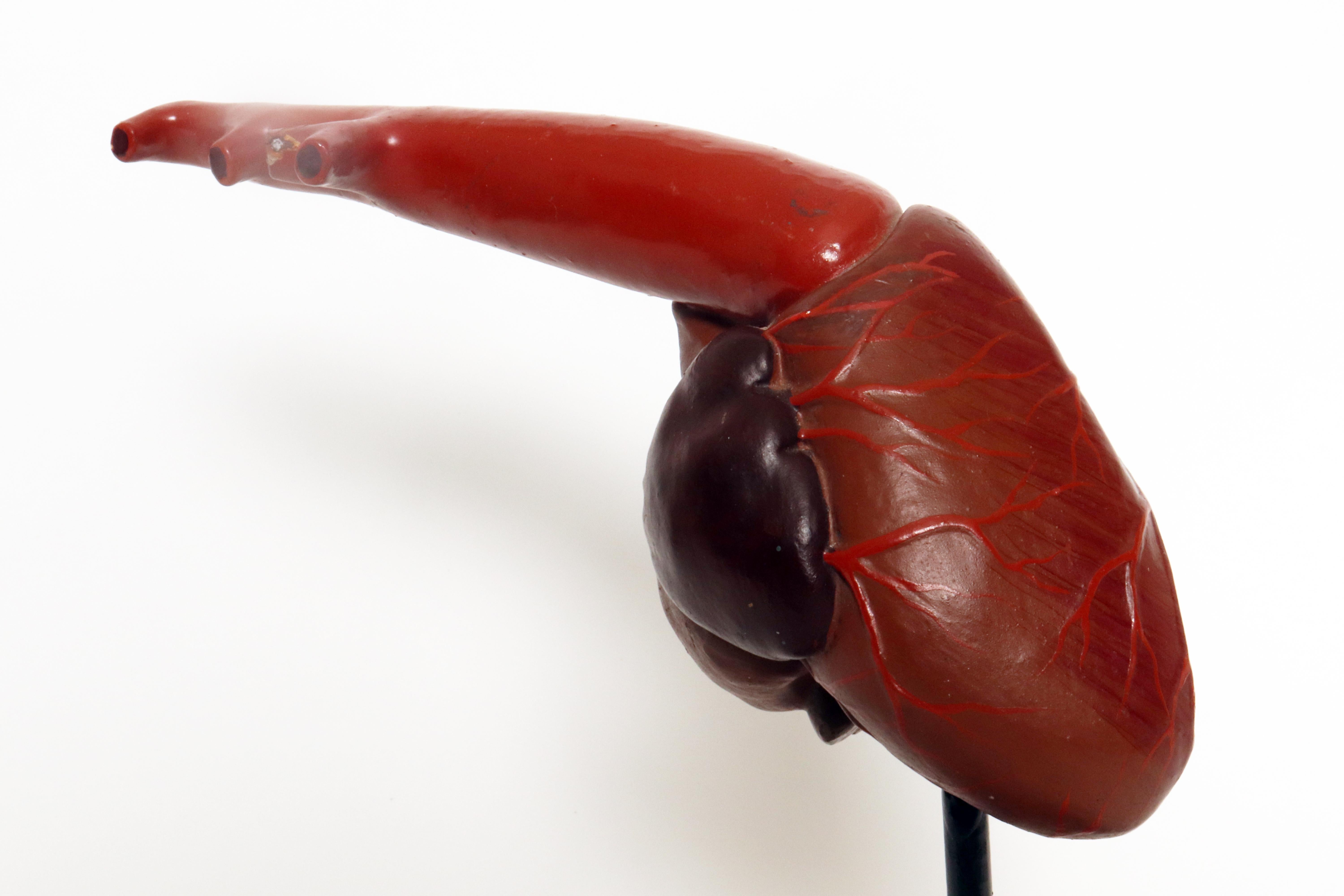 Anatomisches Modell für die Klasse: ein Herz, Frankreich 1890.  im Angebot 3