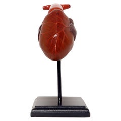 Anatomisches Modell für die Klasse: ein Herz, Frankreich 1890. 