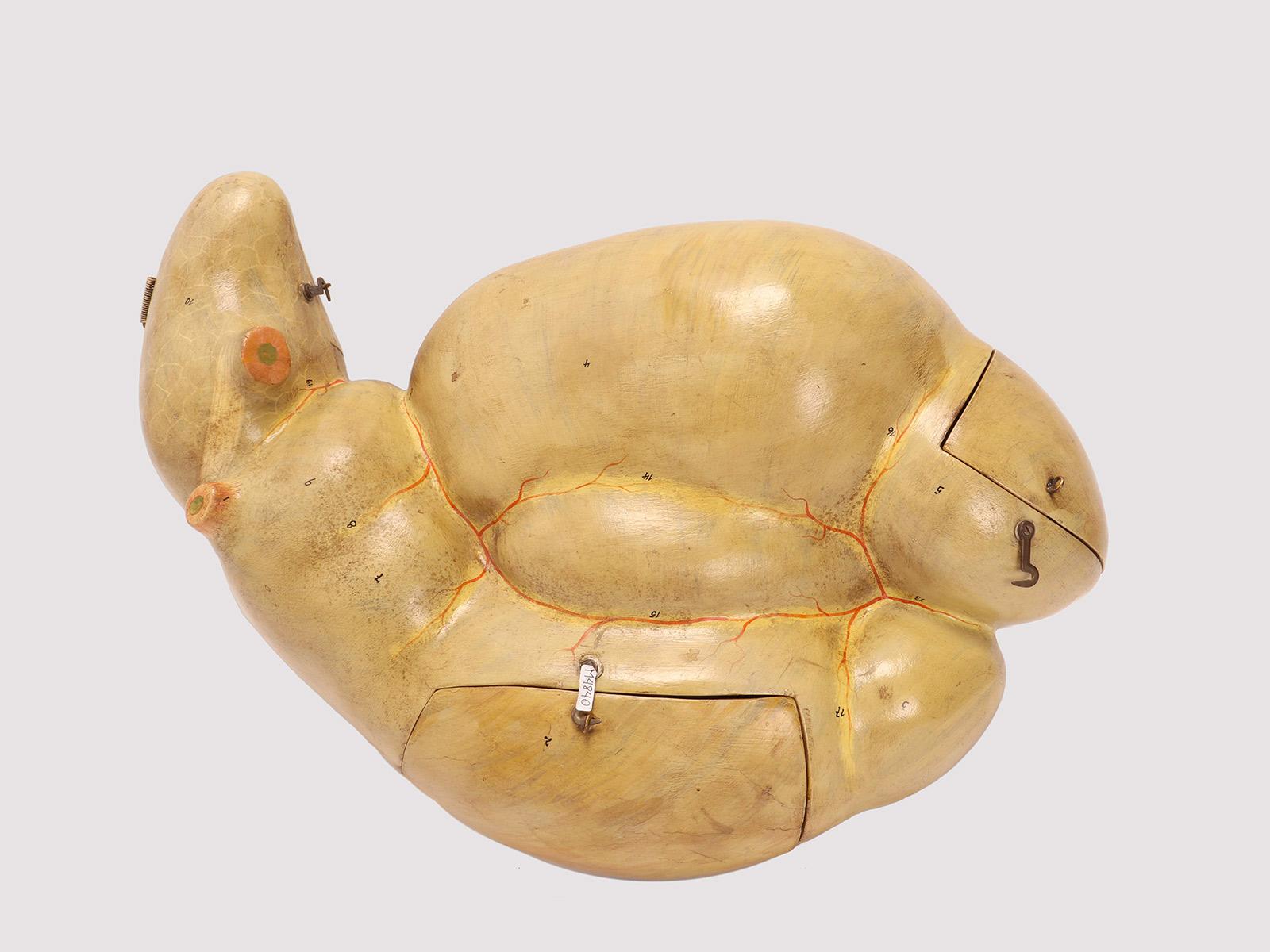 Modèle anatomique pour la classe, à but didactique, représentant l'intestin d'un animal, réalisé en papier maché peint. Italie fin du 19ème siècle.
