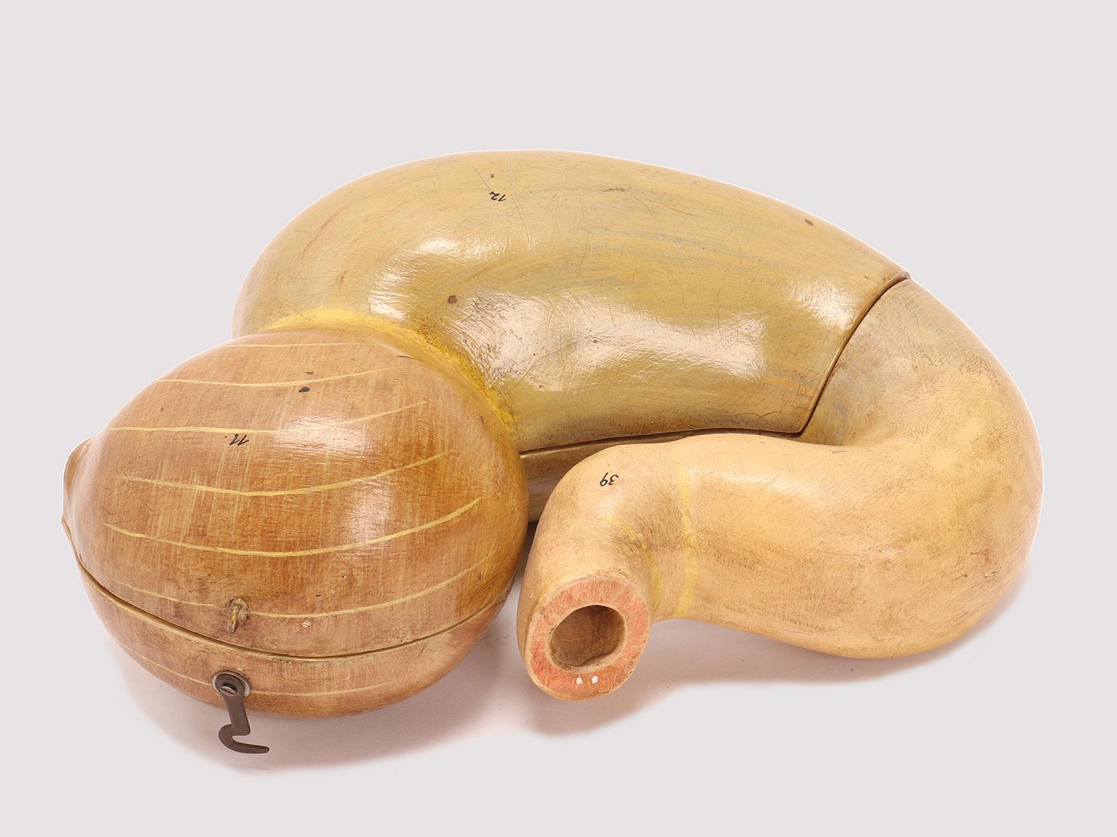 Anatomic model for class, didaptic purpuse, depicting an animal’s stomach, made out of painted paper machè. Italy end of 19th century.