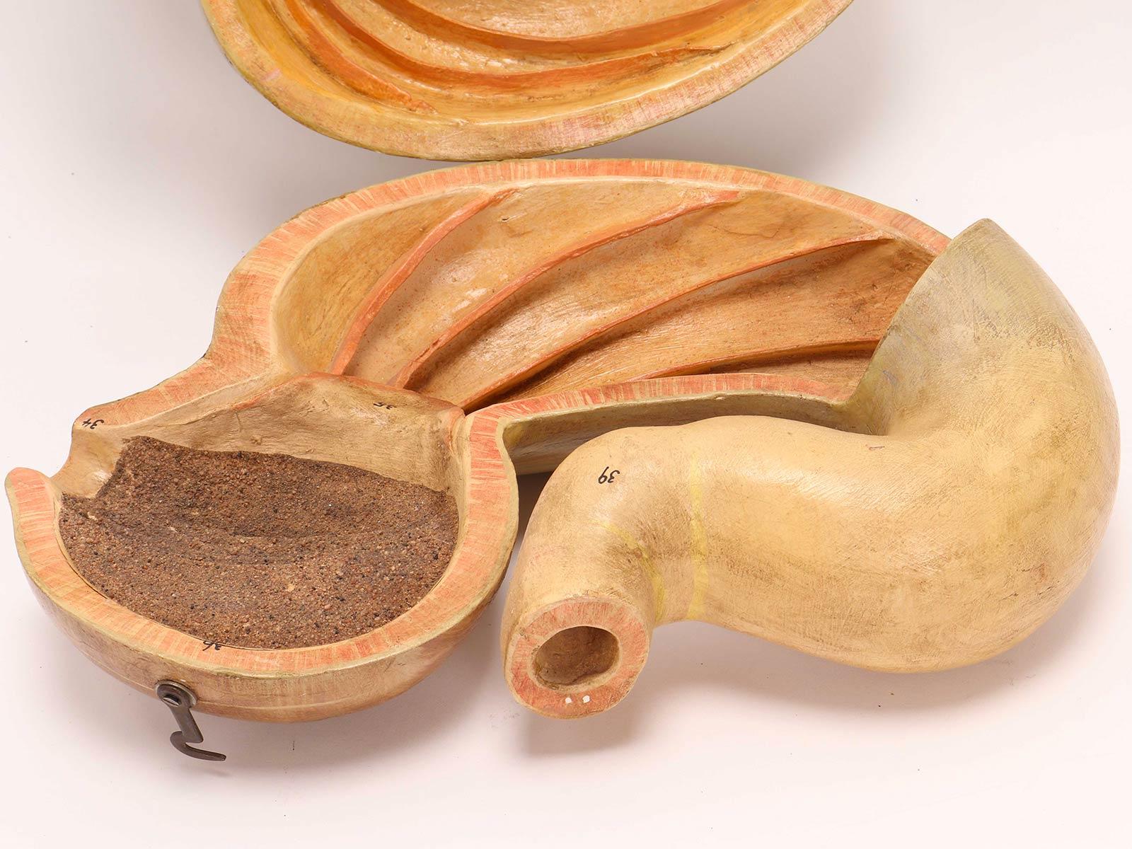 19th Century Anatomical model for class: an animal stomach, Italy 1890. For Sale