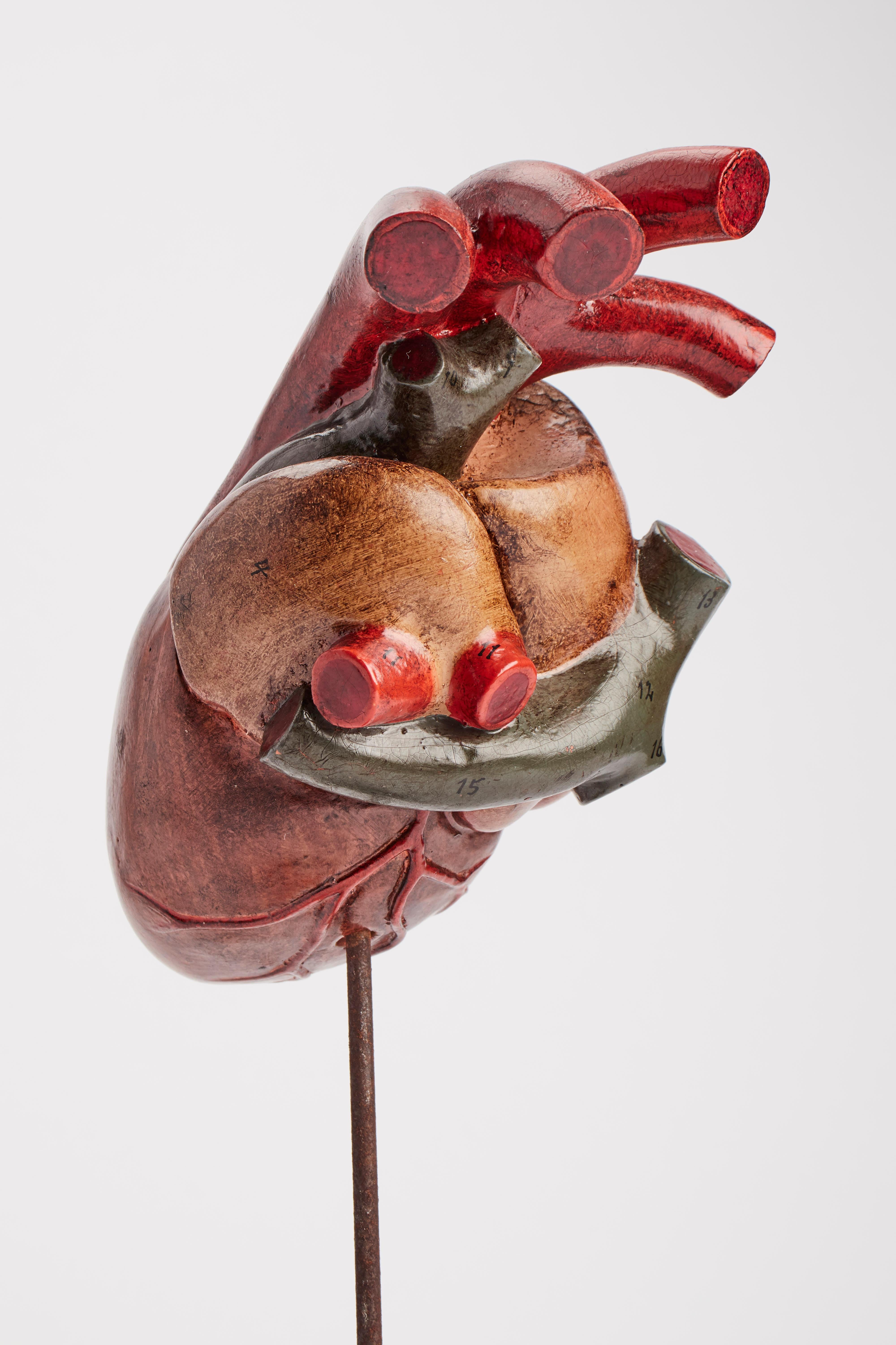 Anatomical Model for Class: an Heart, France 1890 In Good Condition For Sale In Milan, IT