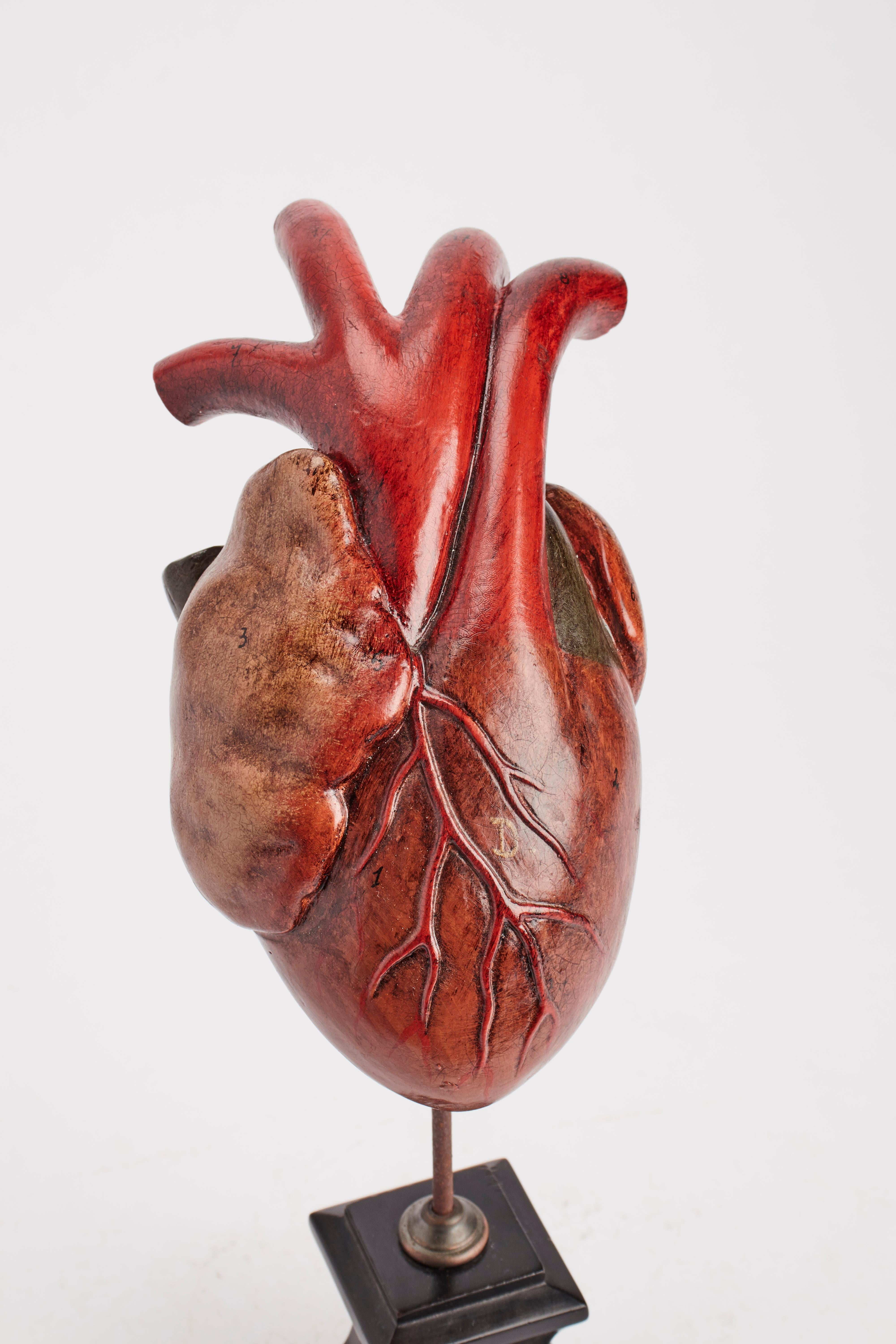 19th Century Anatomical Model for Class: an Heart, France 1890 For Sale
