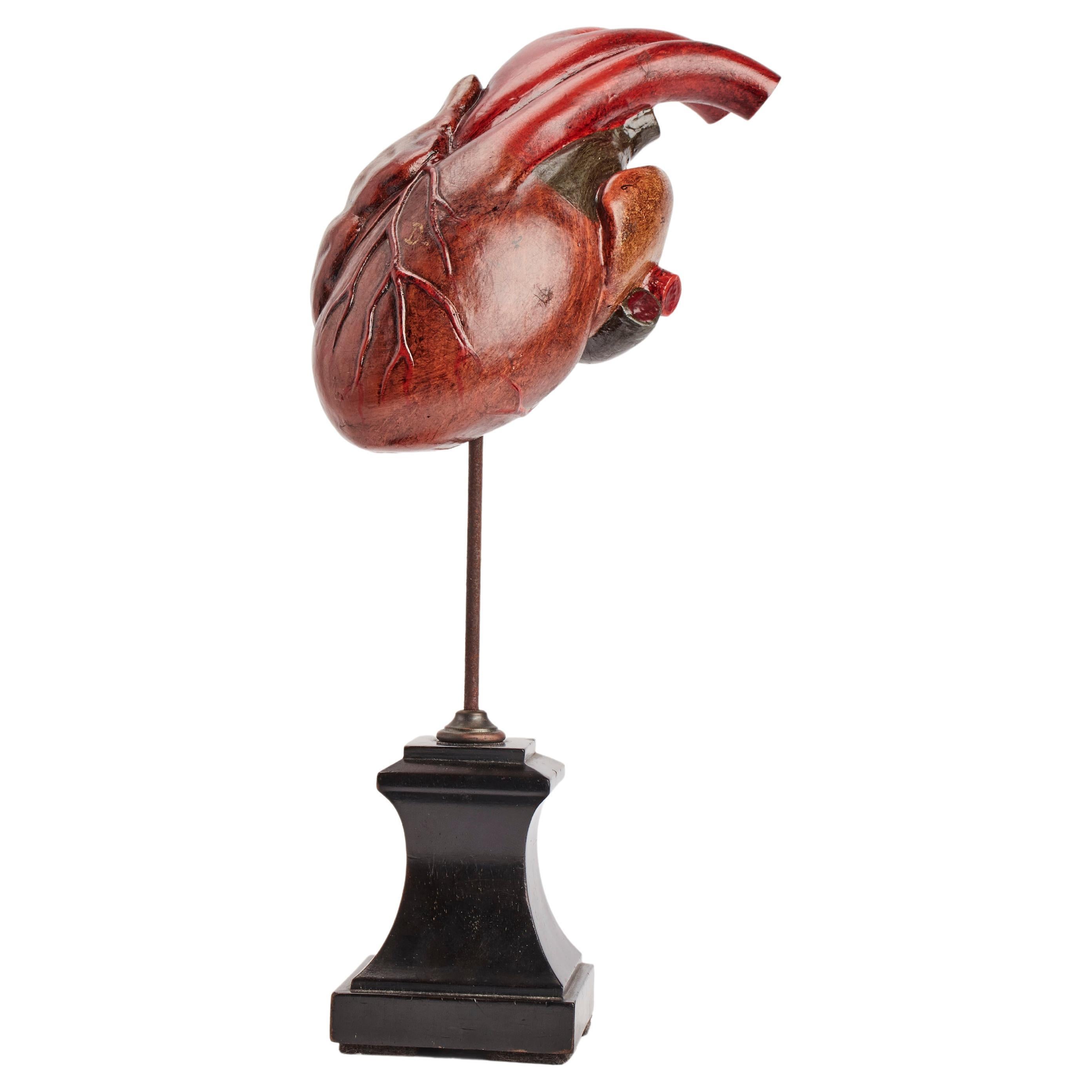 Anatomisches Modell für die Klasse: ein Herz, Frankreich 1890