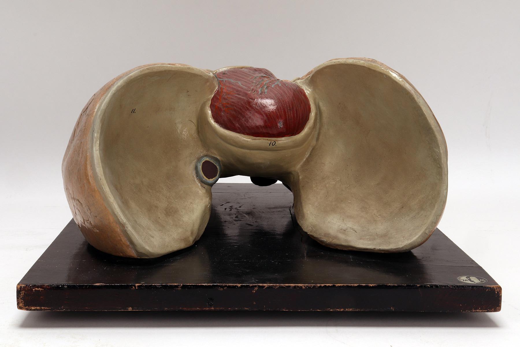 Plâtre Modèle anatomique pour la classe des poumons et du cœur, Allemagne 1920 en vente