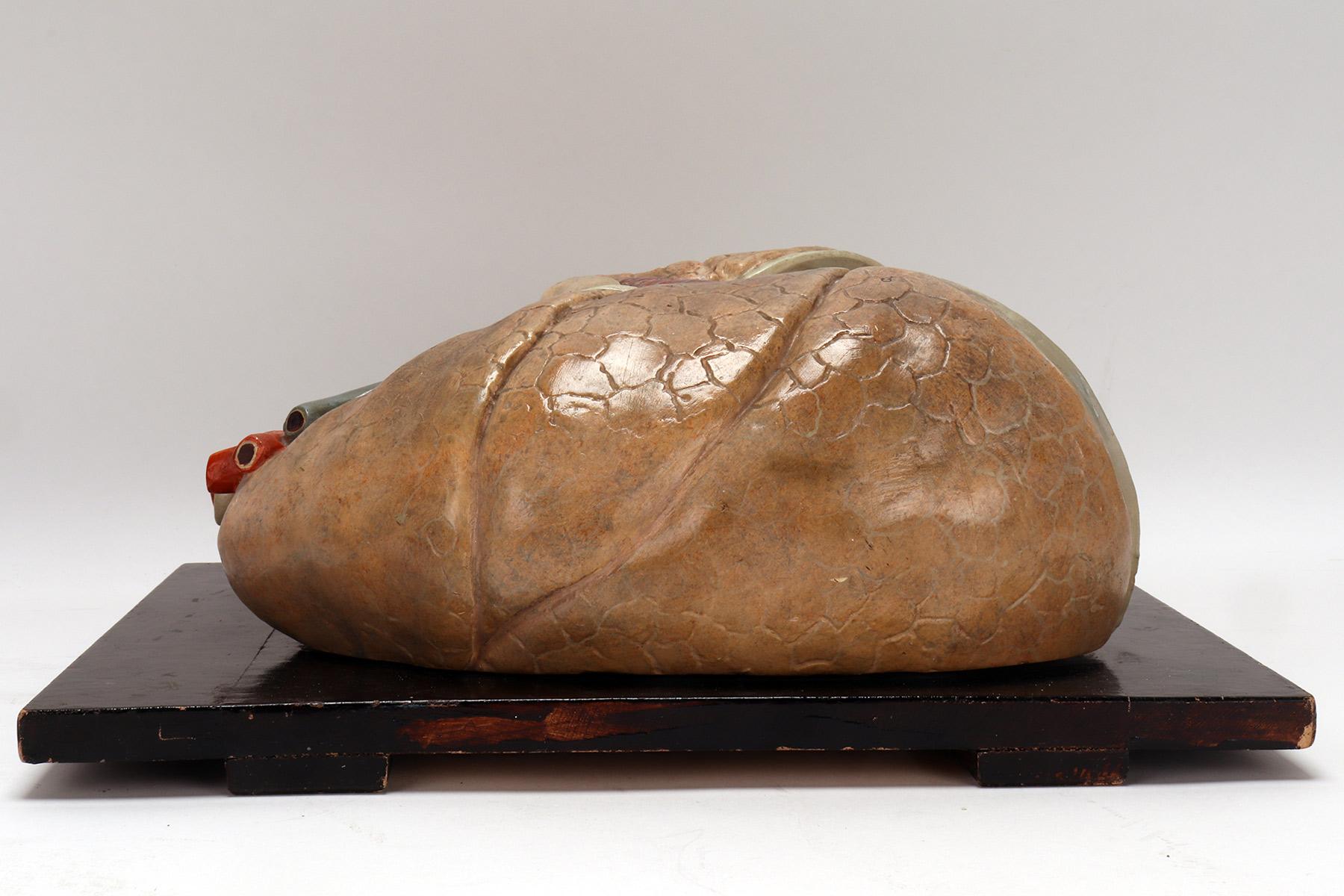 Modèle anatomique pour la classe des poumons et du cœur, Allemagne 1920 en vente 3