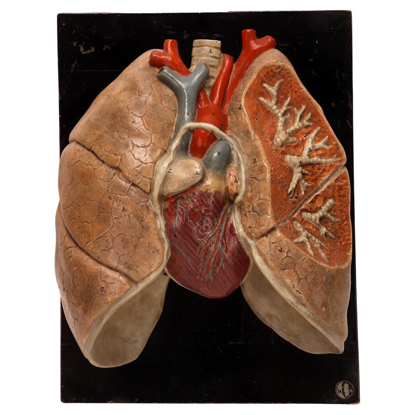 Anatomical model for class of the lungs and heart, Germany 1920.