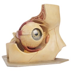 Anatomical Model for School Use of the Eye, Germany 1900
