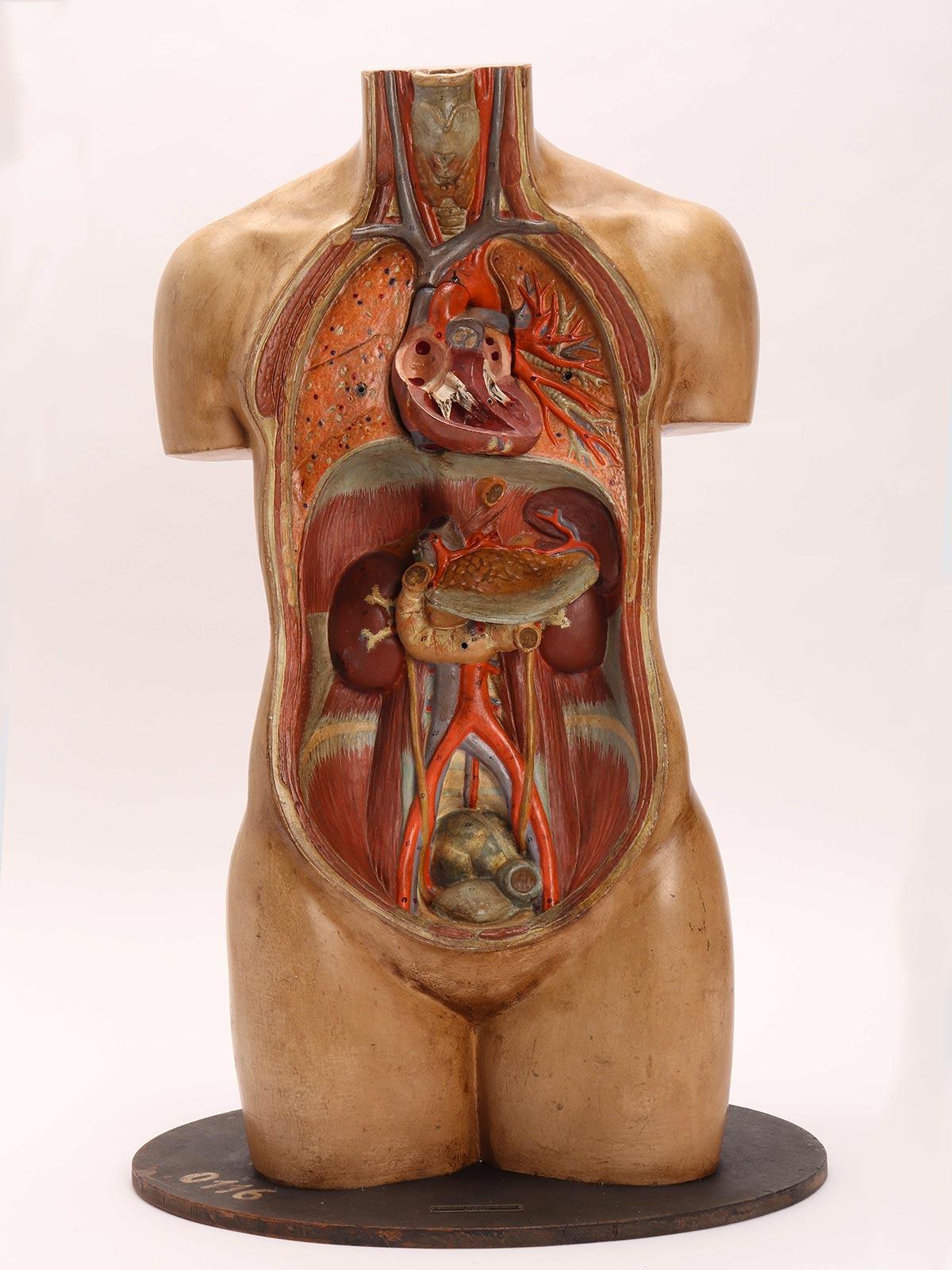 Anatomical Model Human Bust, Dresden, 1880 4