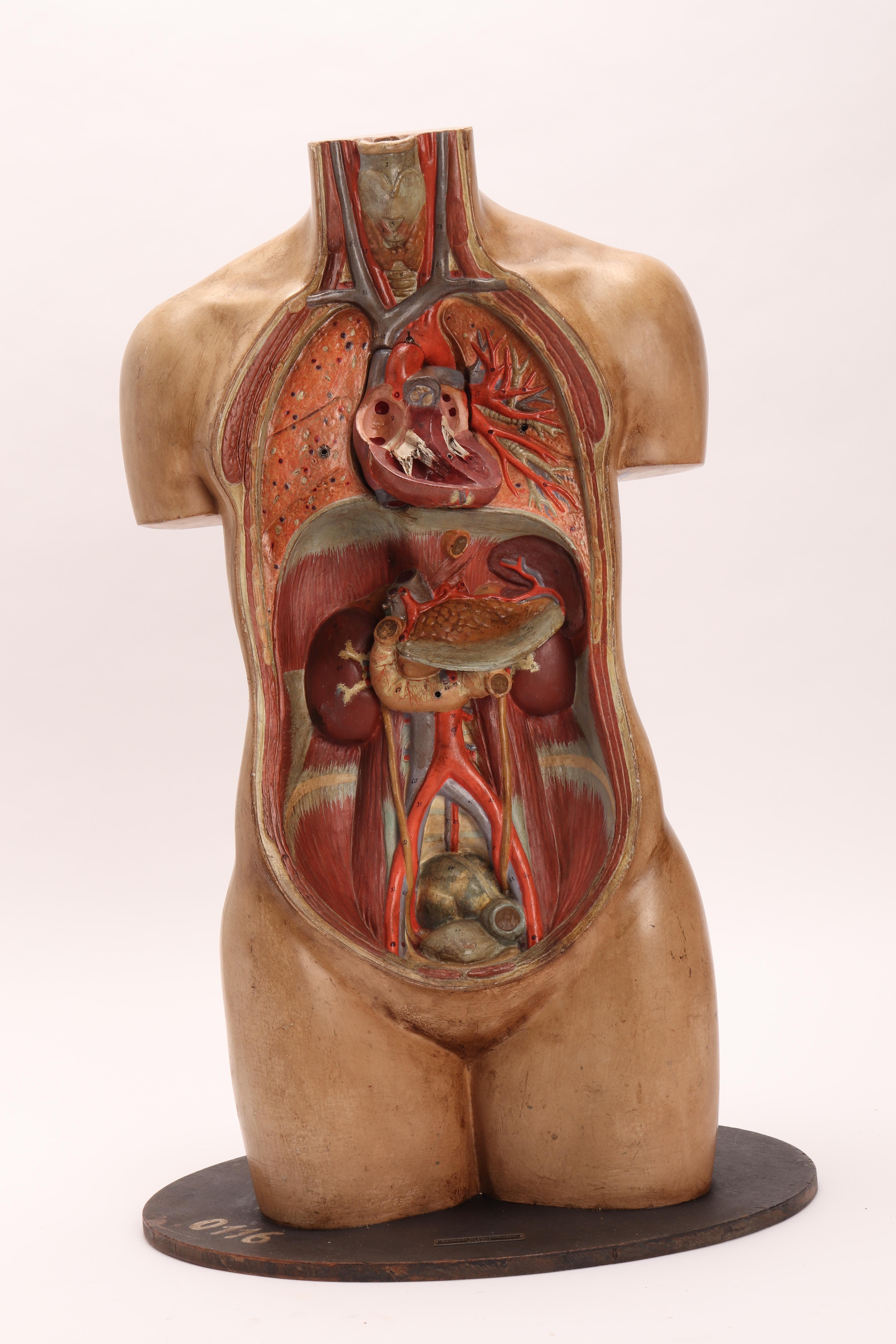 Anatomical Model Human Bust, Dresden, 1880 5