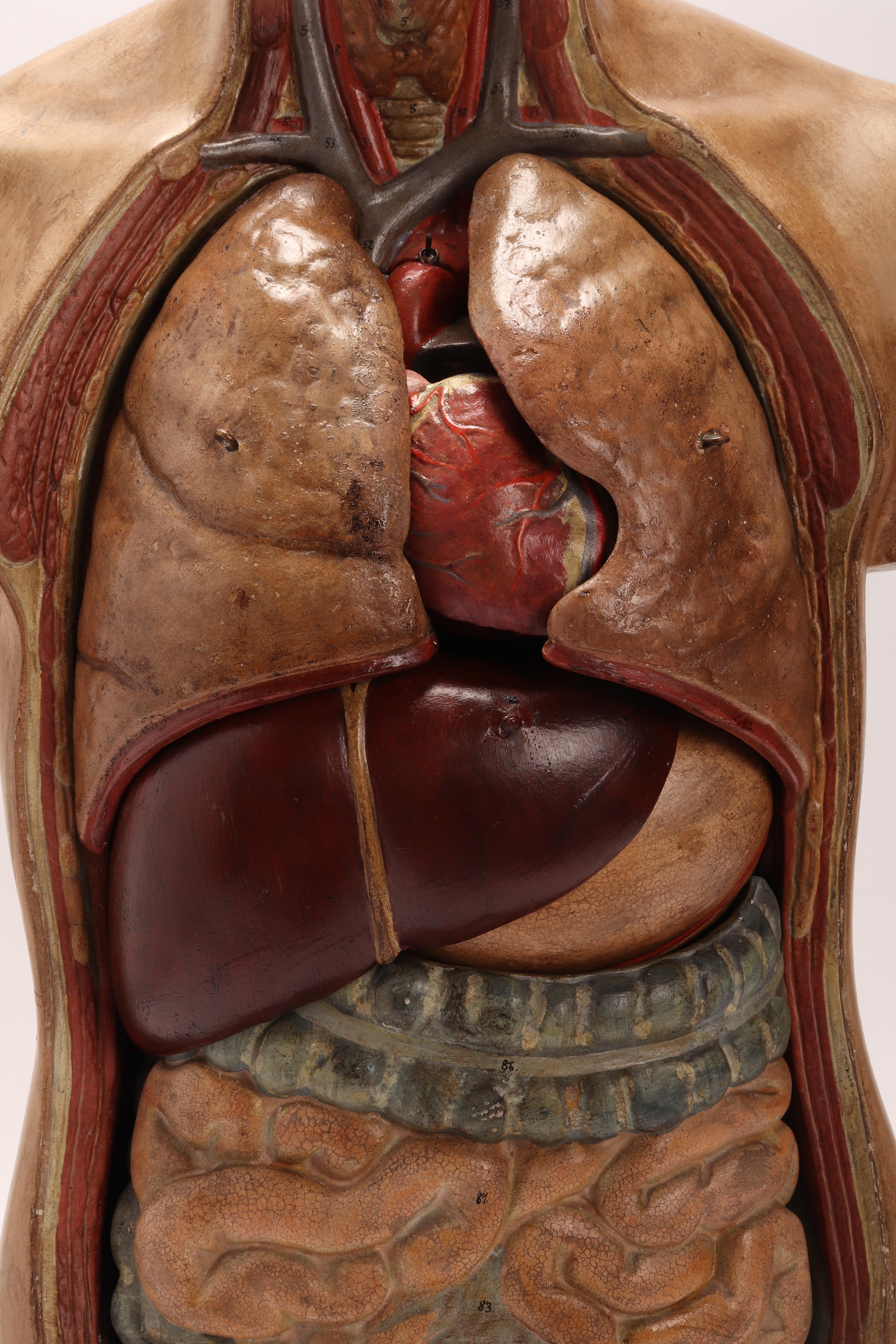 Anatomical Model Human Bust, Dresden, 1880 In Excellent Condition In Milan, IT