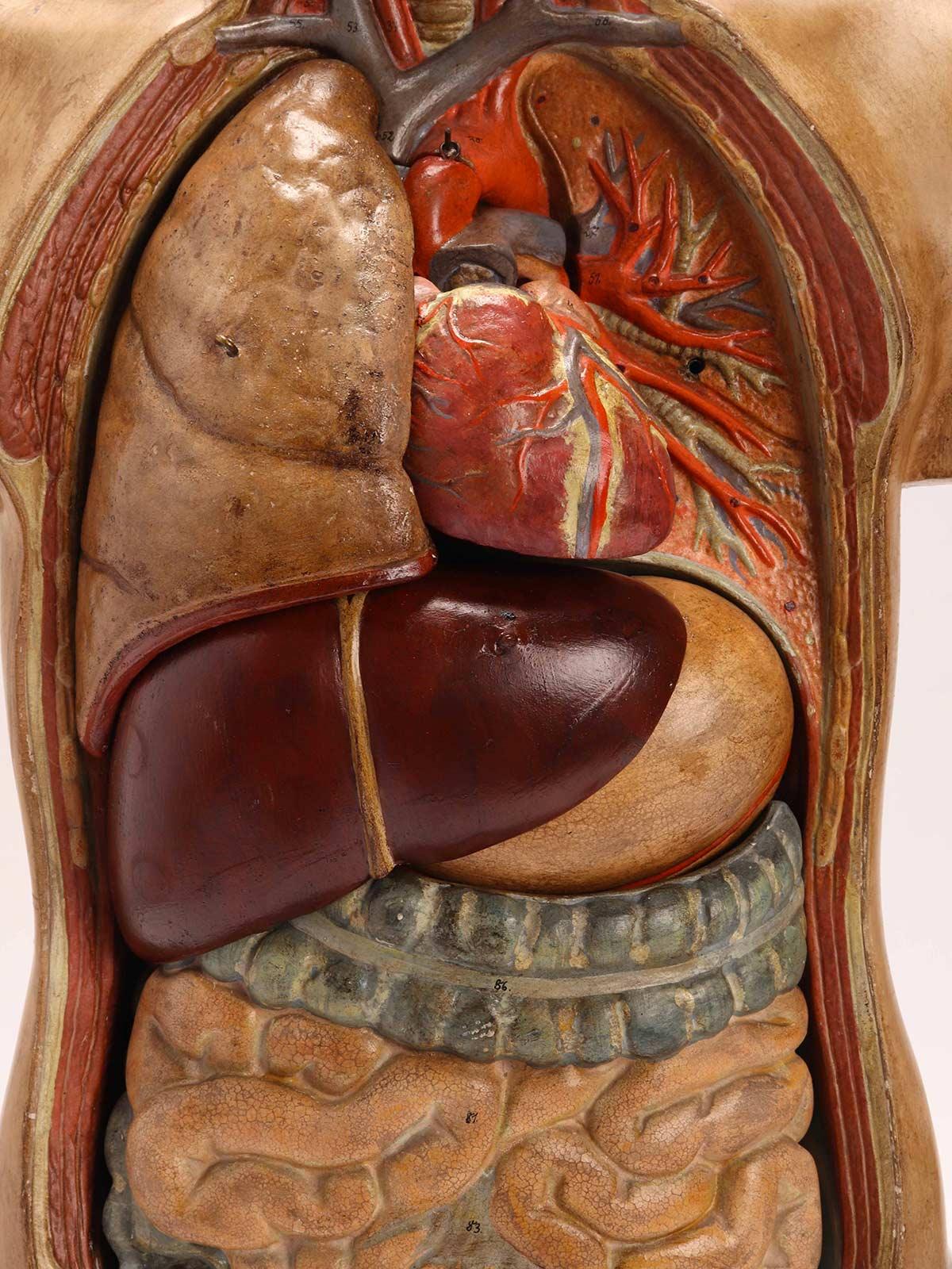 Late 19th Century Anatomical Model Human Bust, Dresden, 1880