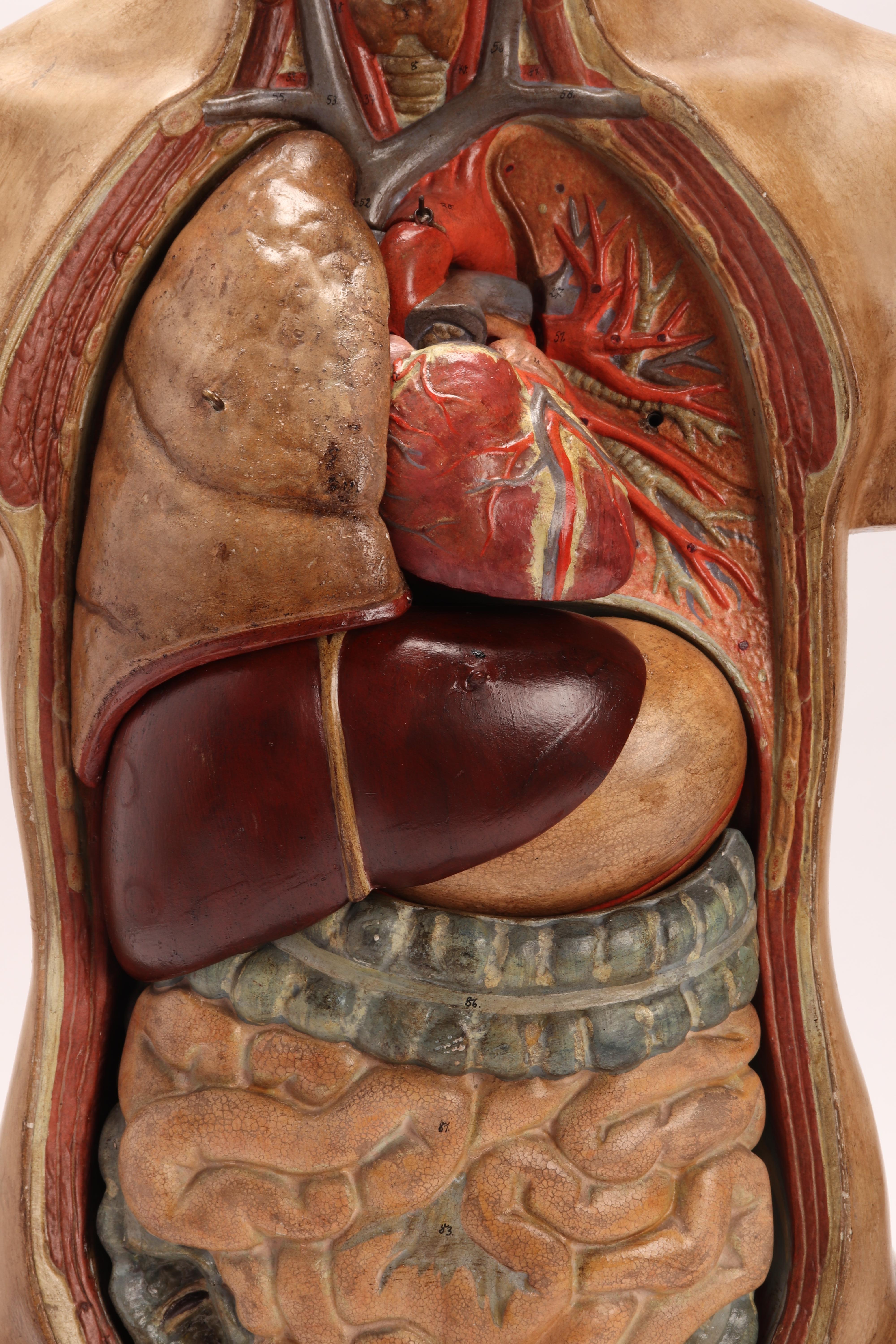 Fruitwood Anatomical Model Human Bust, Dresden, 1880