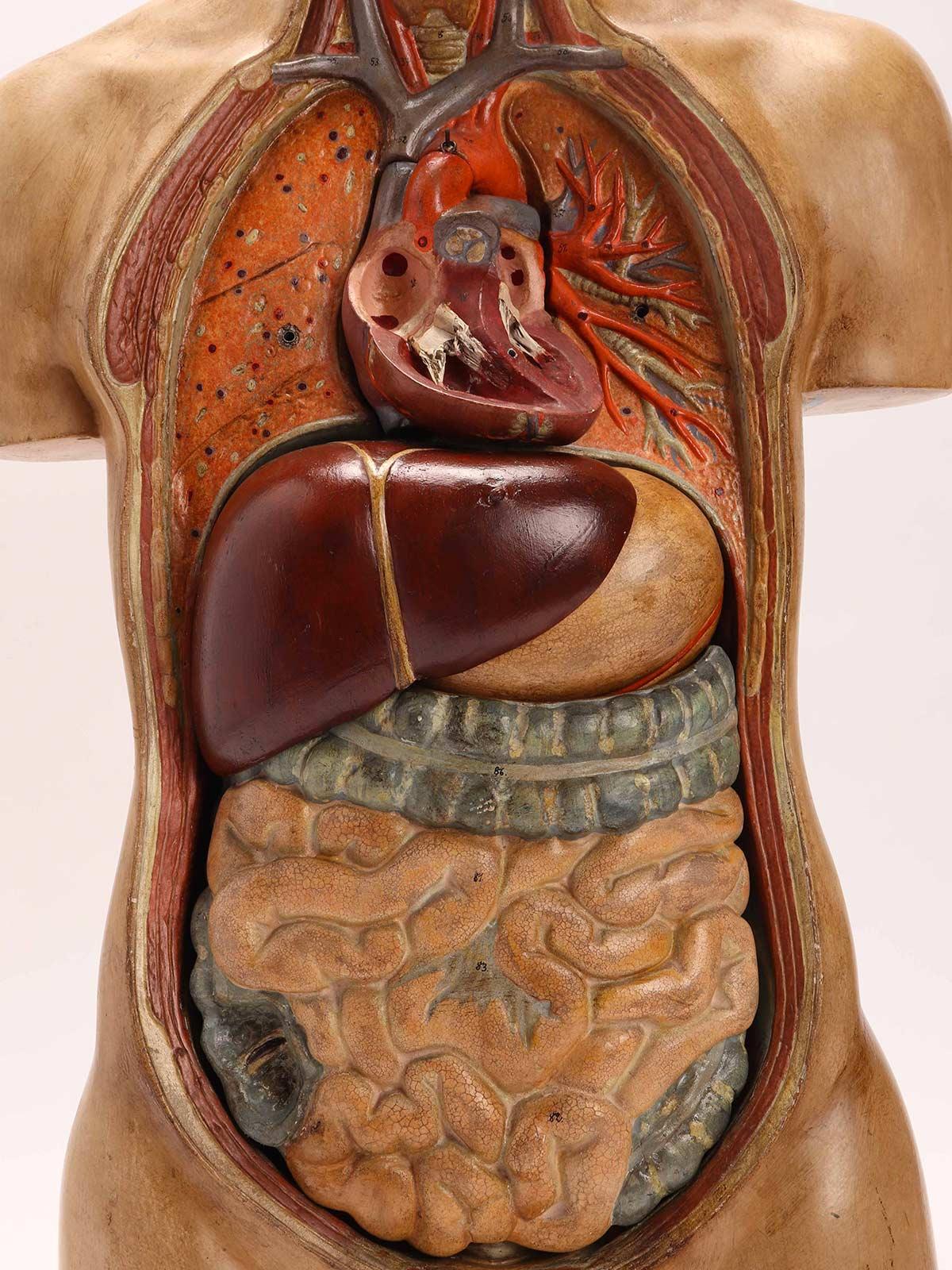 Anatomical Model Human Bust, Dresden, 1880 1