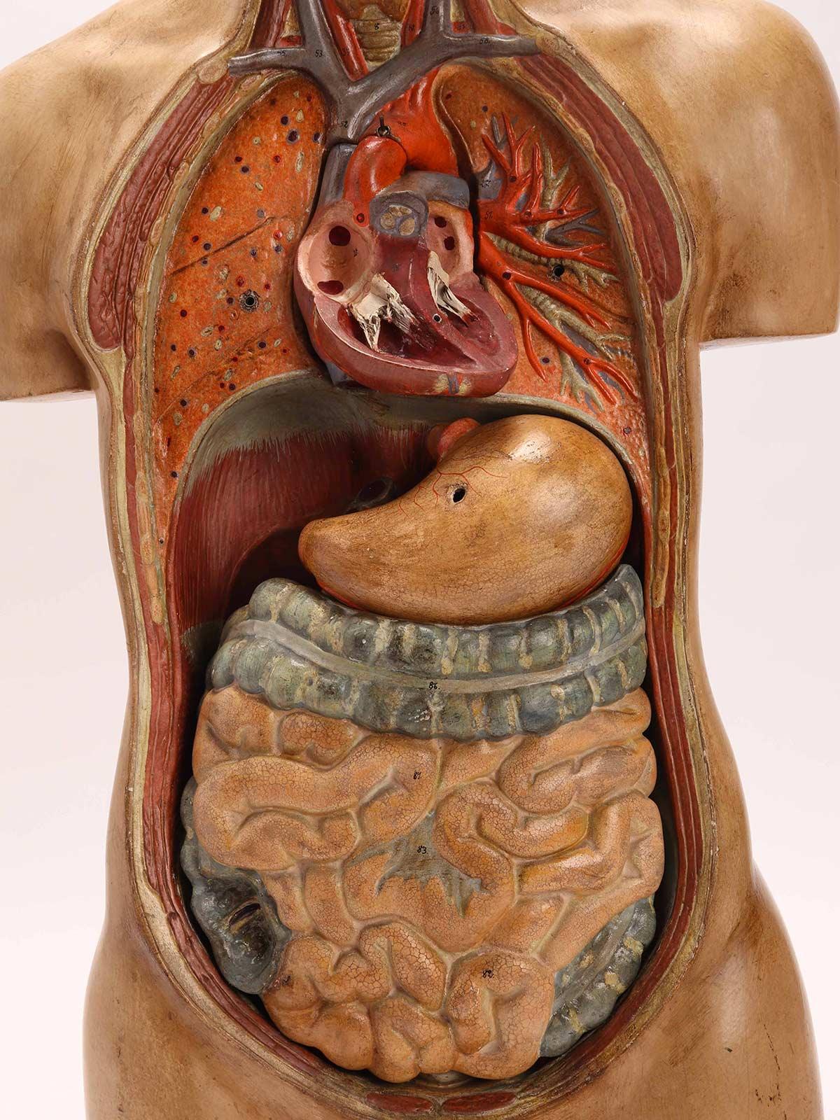 Anatomical Model Human Bust, Dresden, 1880 2