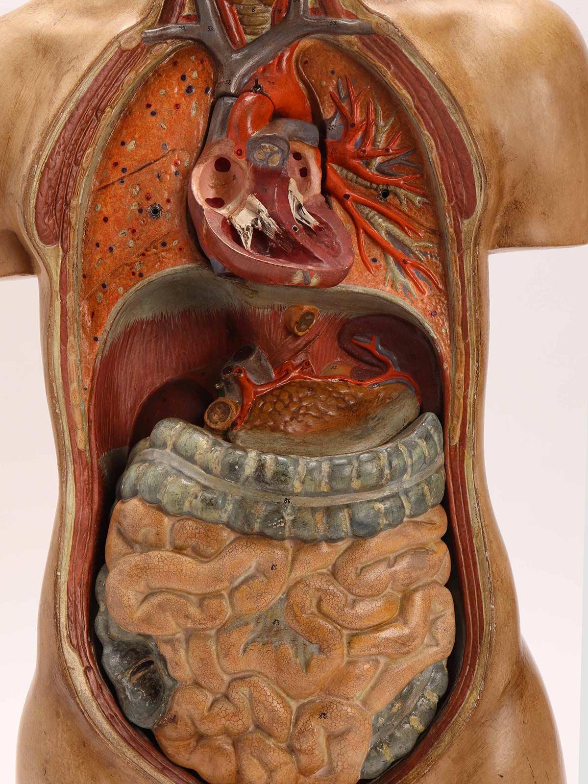 Anatomical Model Human Bust, Dresden, 1880 3