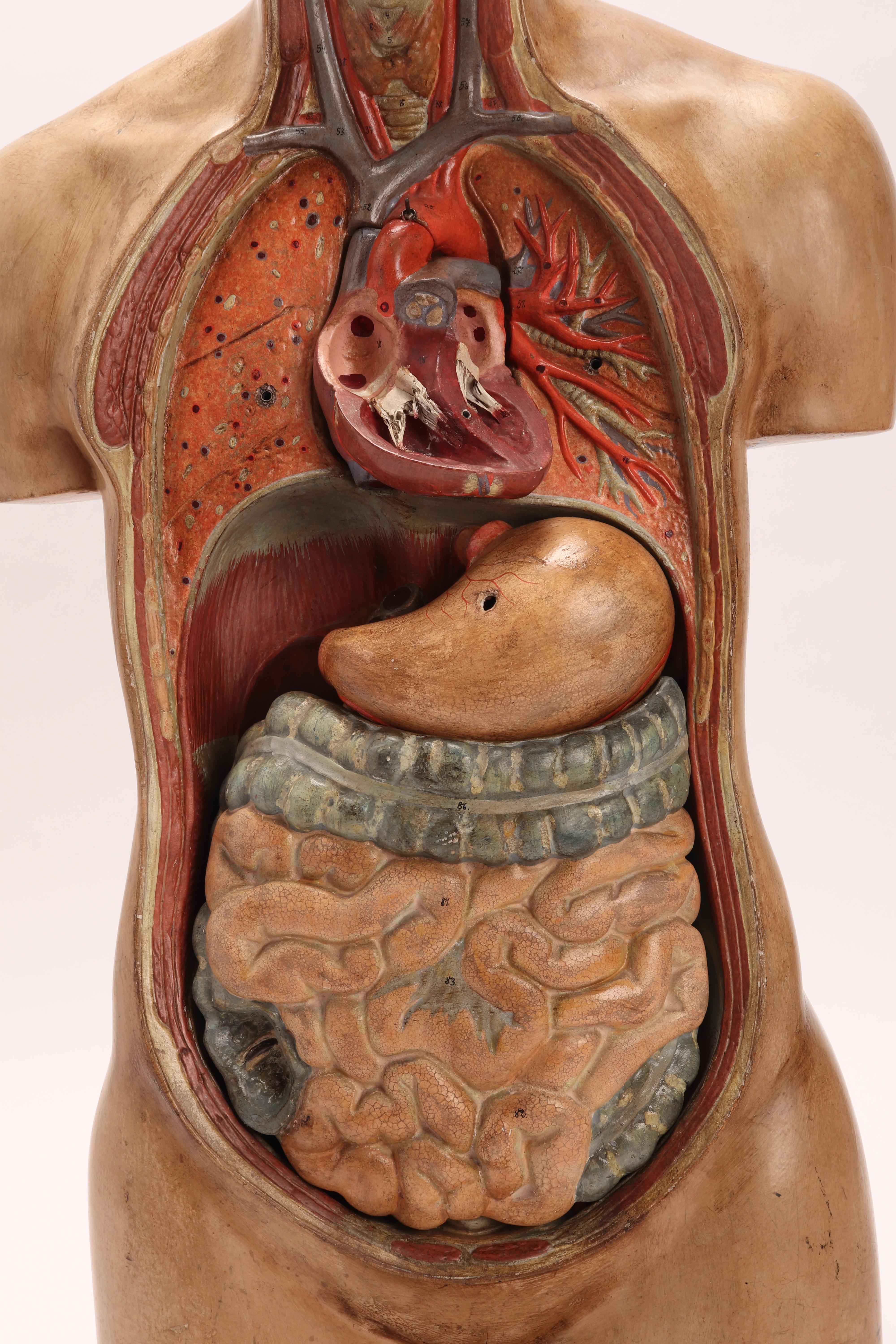 Anatomical Model Human Bust, Dresden, 1880 3