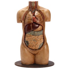 Anatomical Model Human Bust, Dresden, 1880