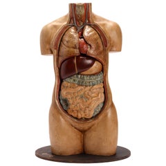 Anatomical Model Human Bust, Dresden, 1880