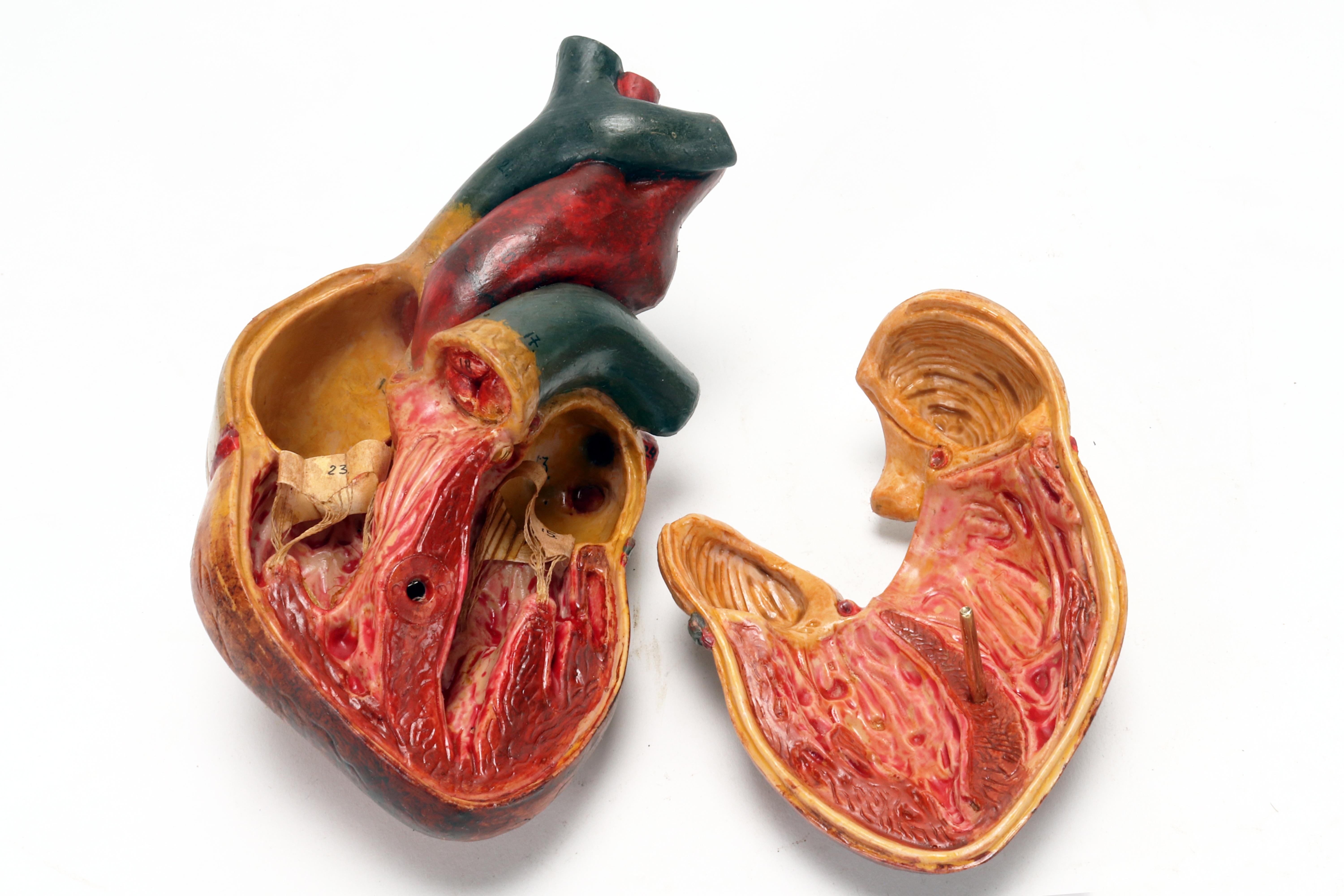 Anatomical model: human heart, Germany 1950.  For Sale 3